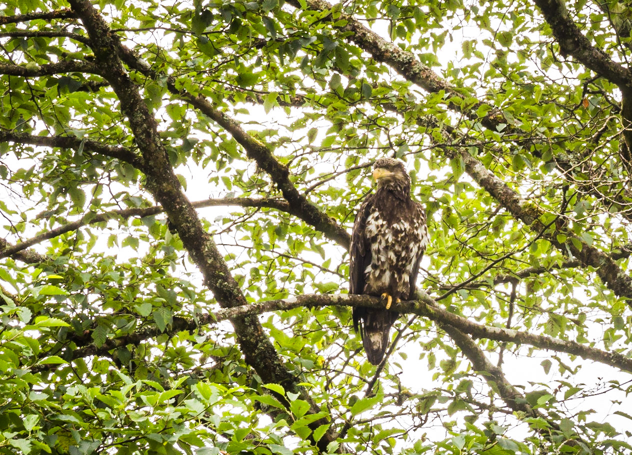 Female Eagle in Ketchikan