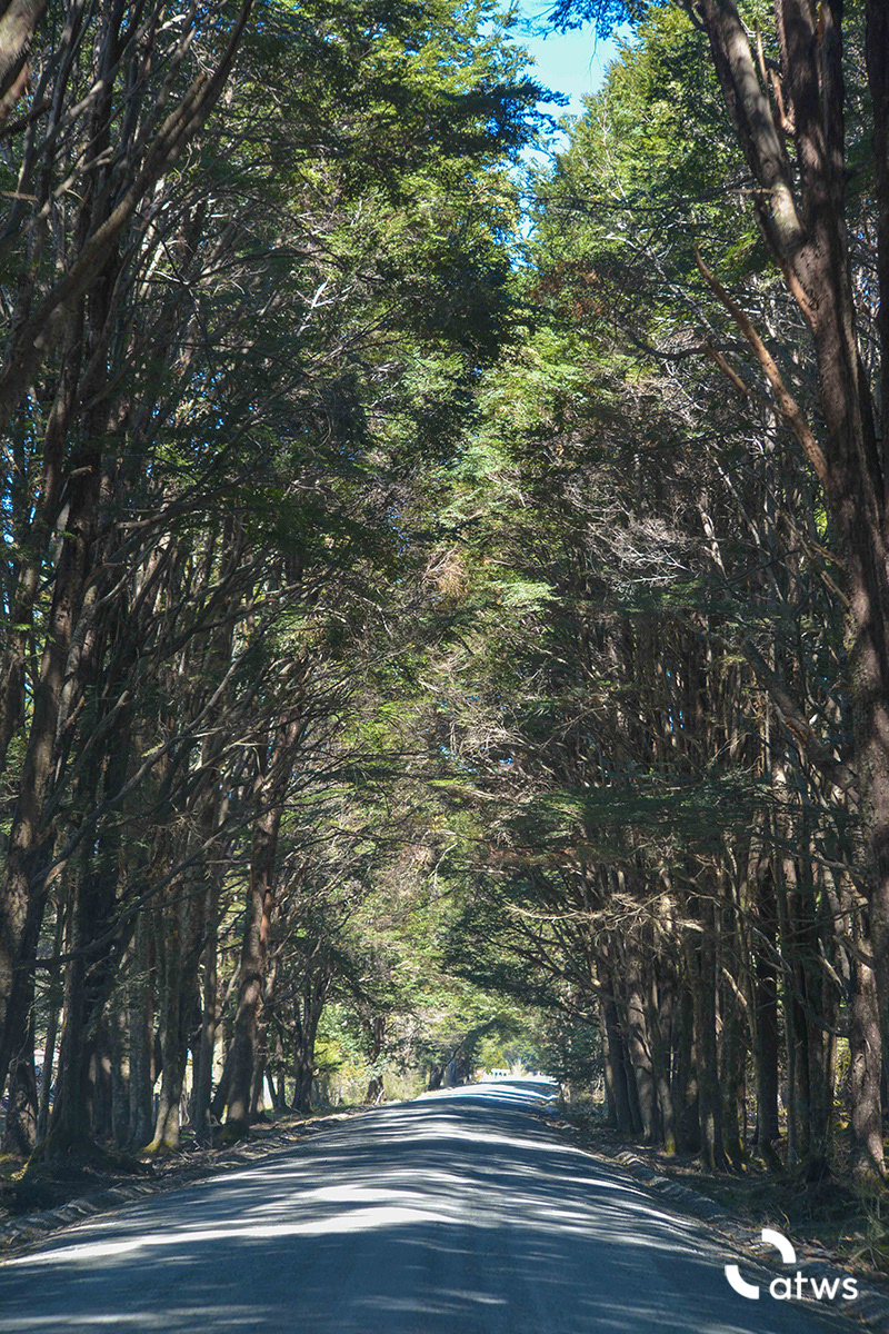 Camino de árboles