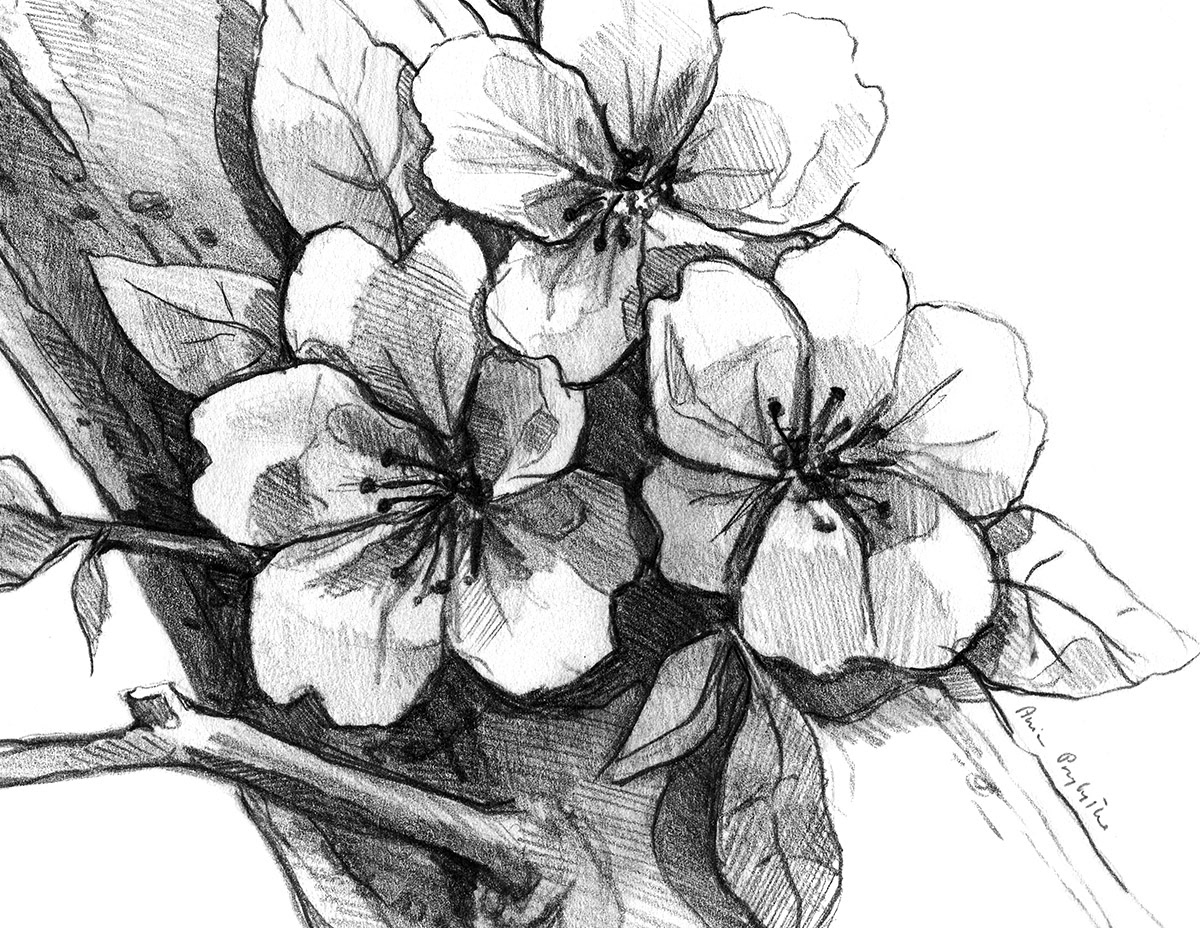 cherry blossom drawing