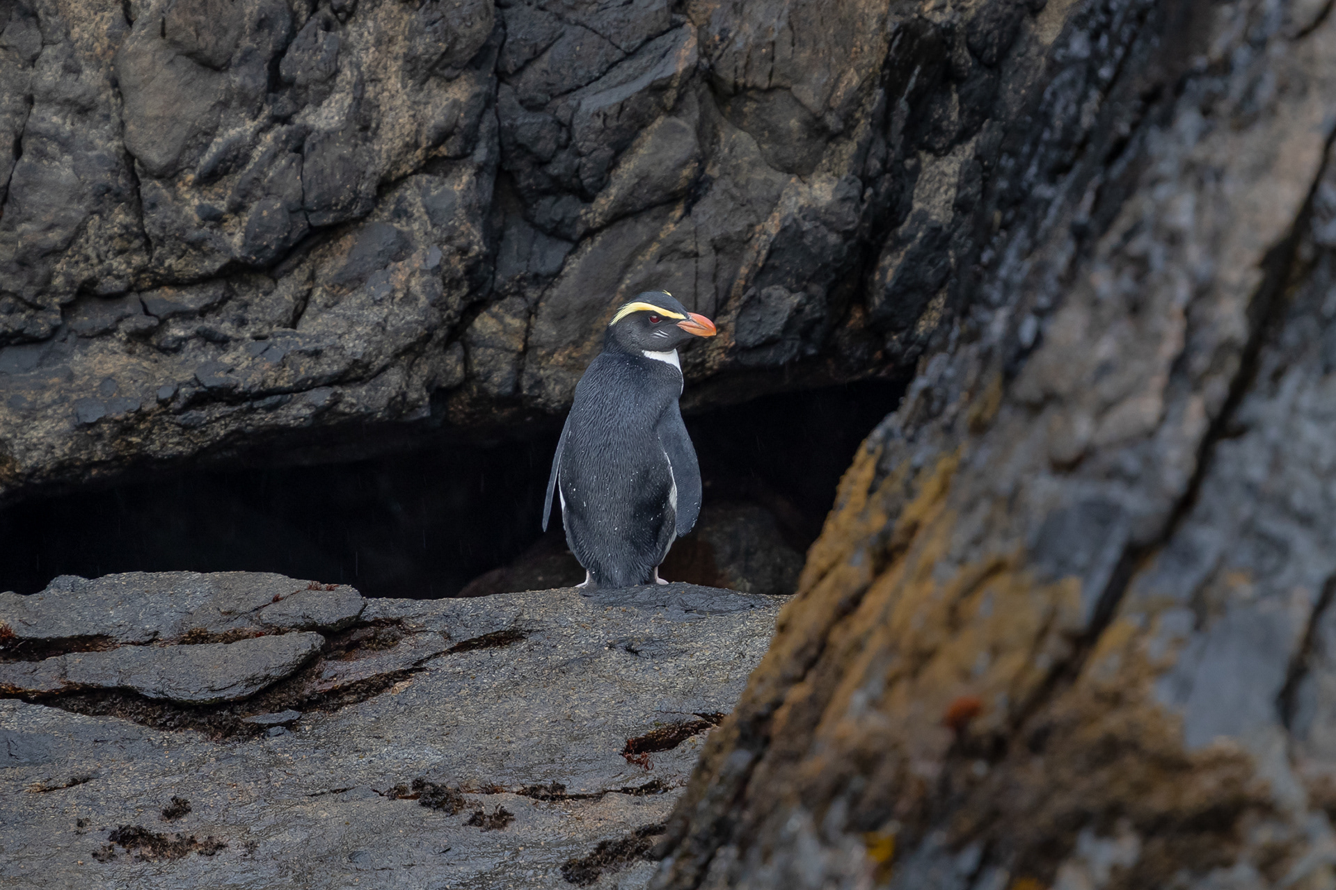 Fiordland Crested Penguin