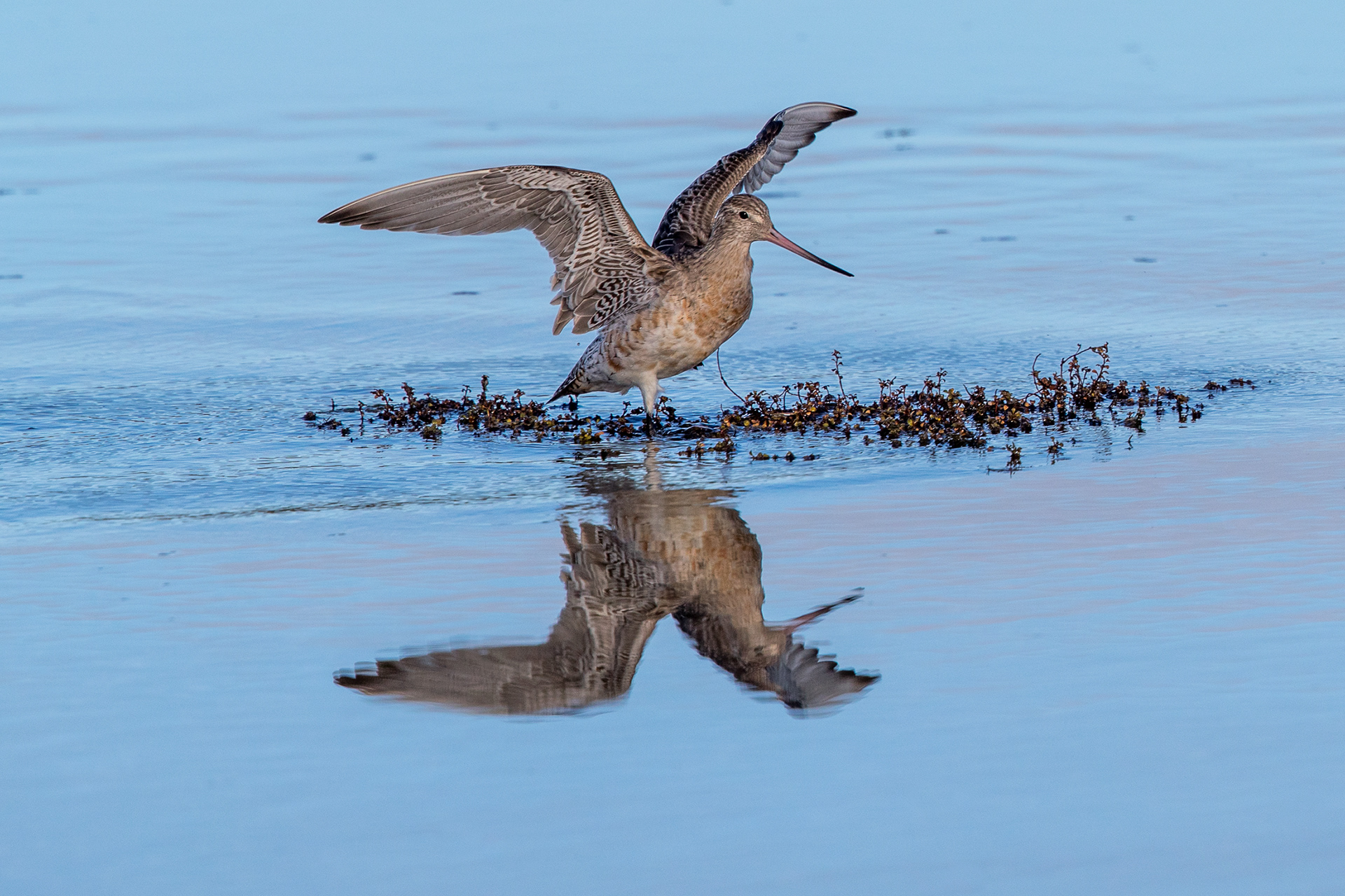Bar-tailed Godwit