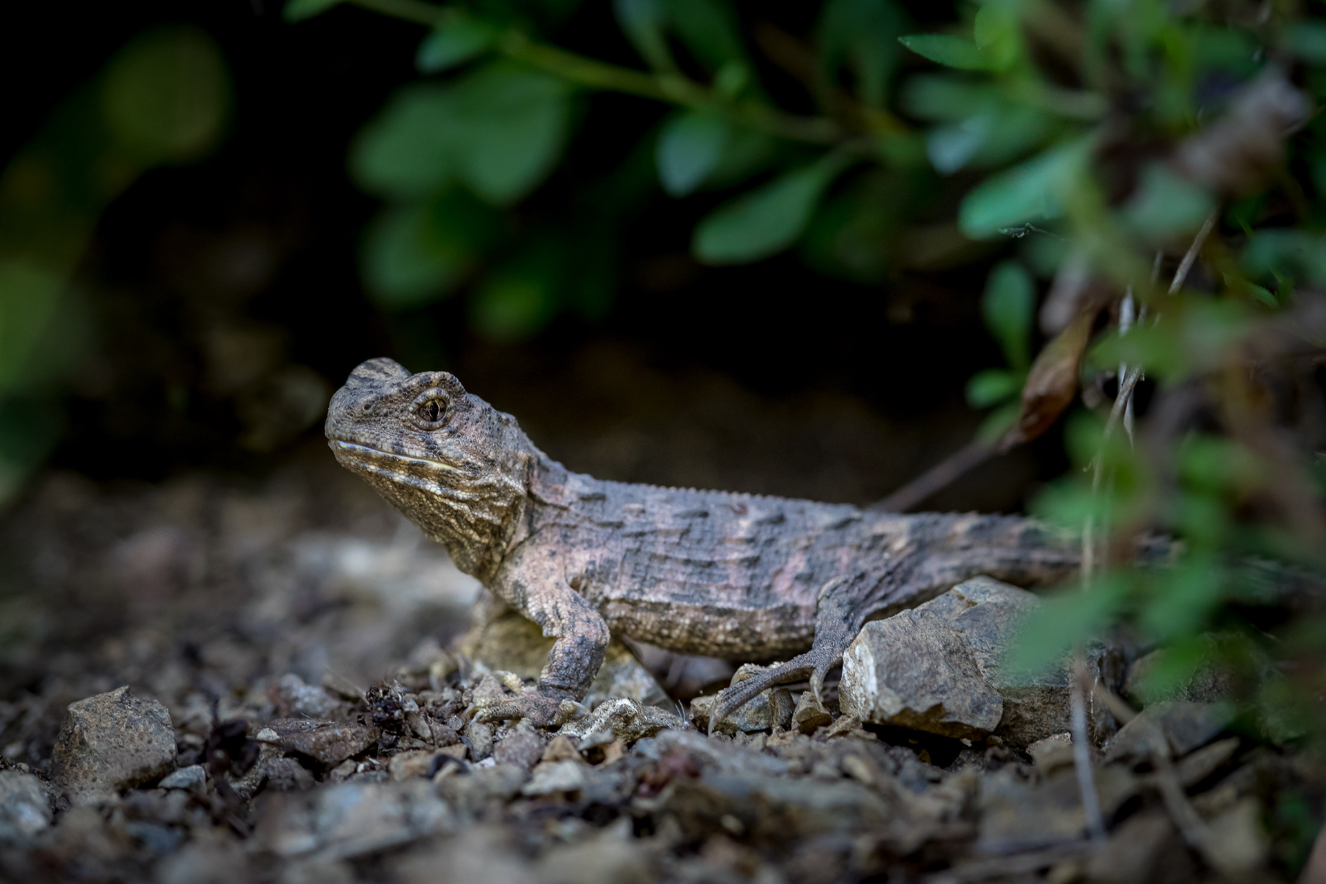 Tuatara