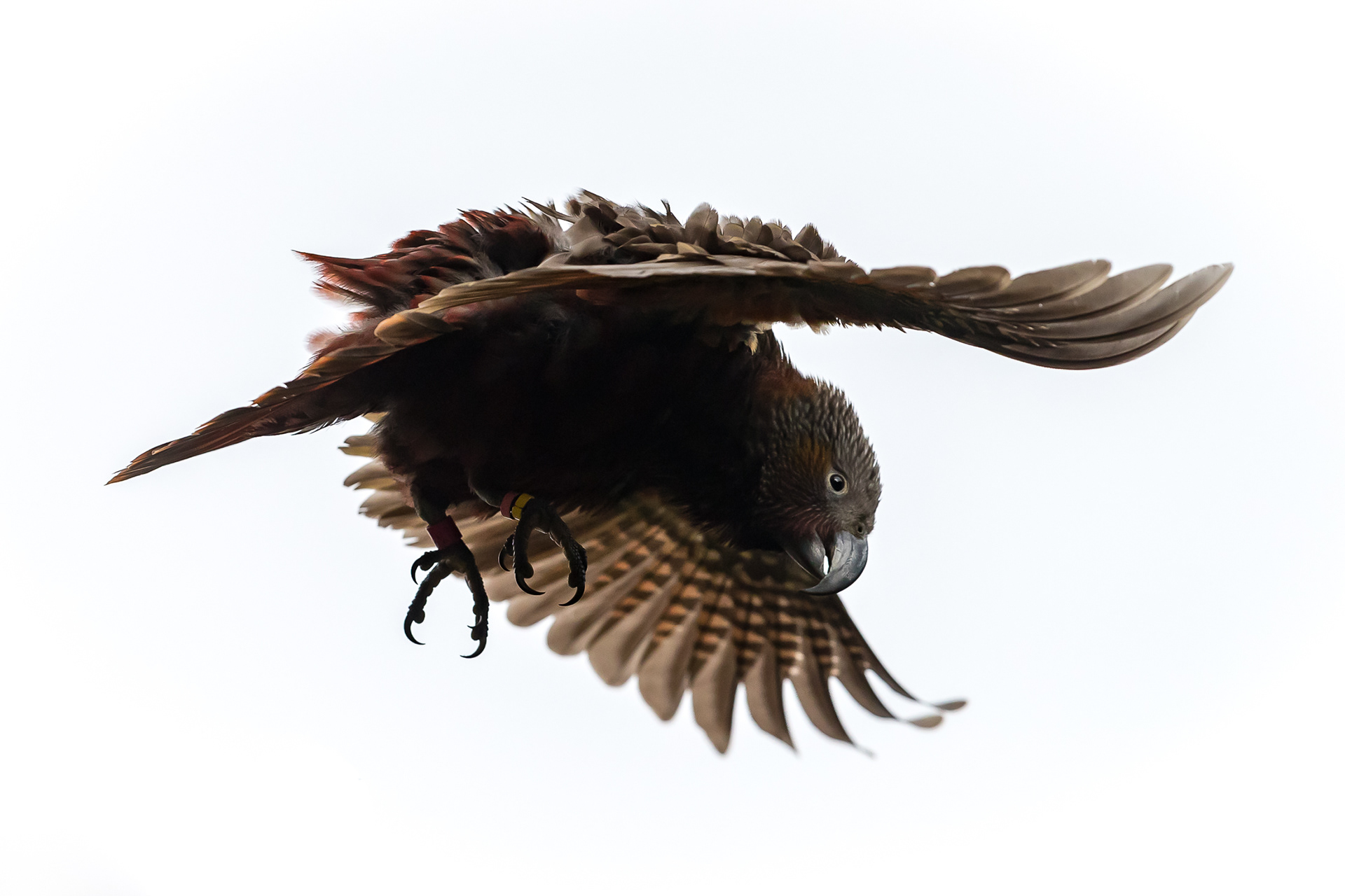 North Island Kākā