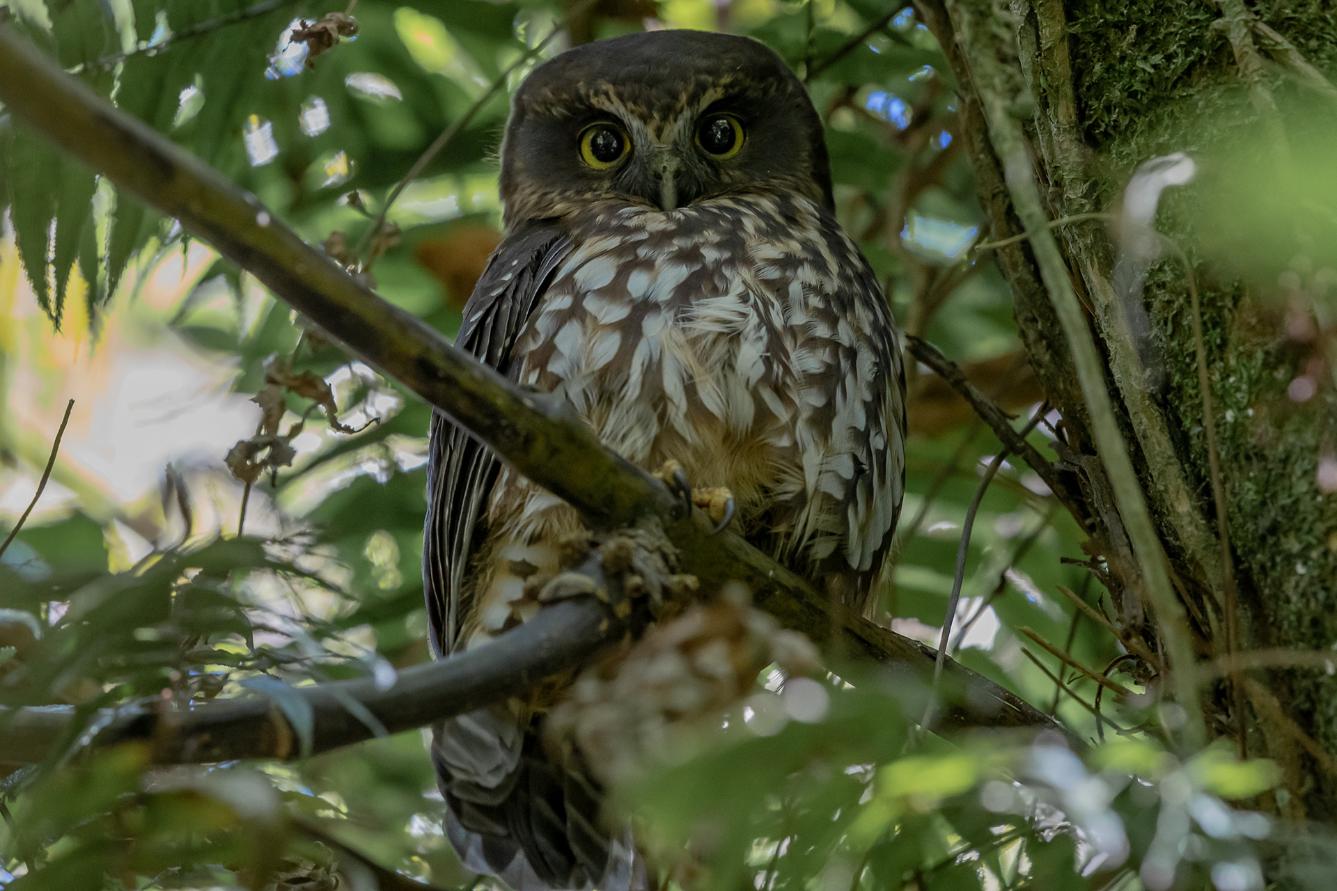 Ruru (Morepork)