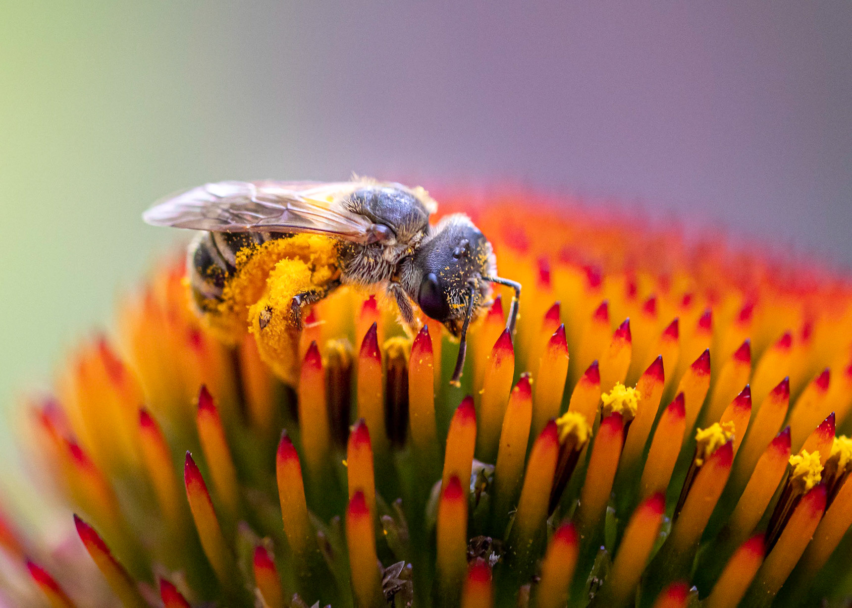 "Pollen Gathering"