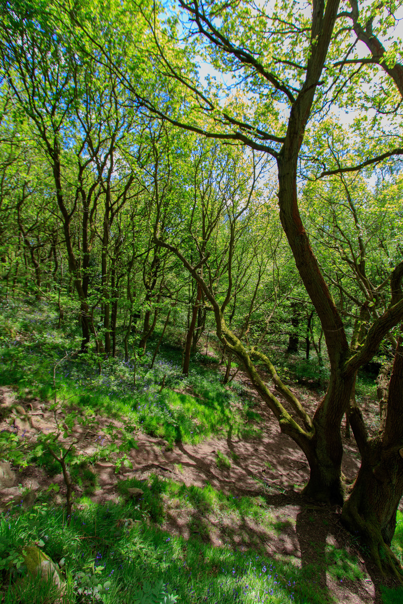 Nigel King Photography Loughborough Outwoods