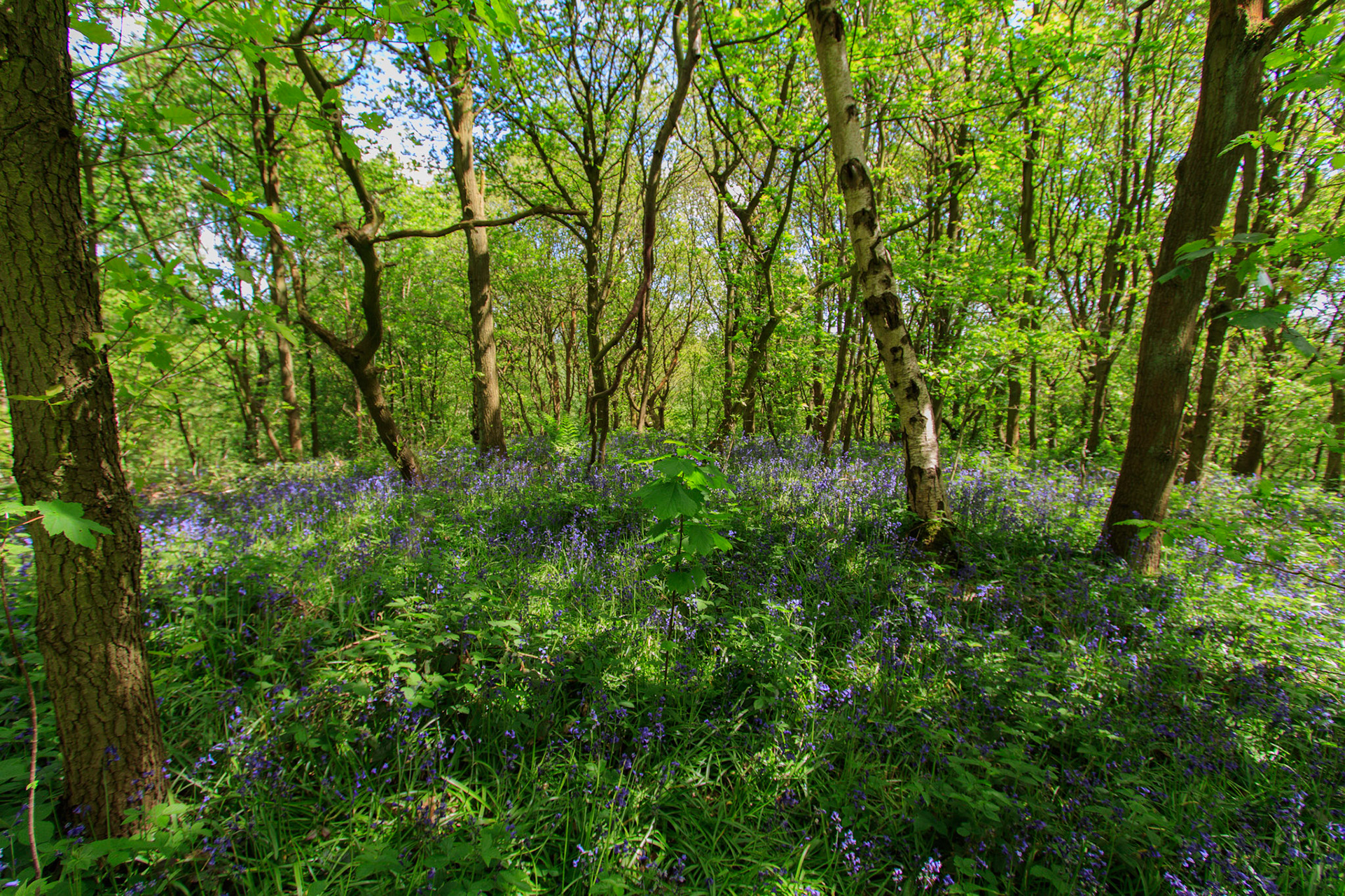 Nigel King Photography Loughborough Outwoods