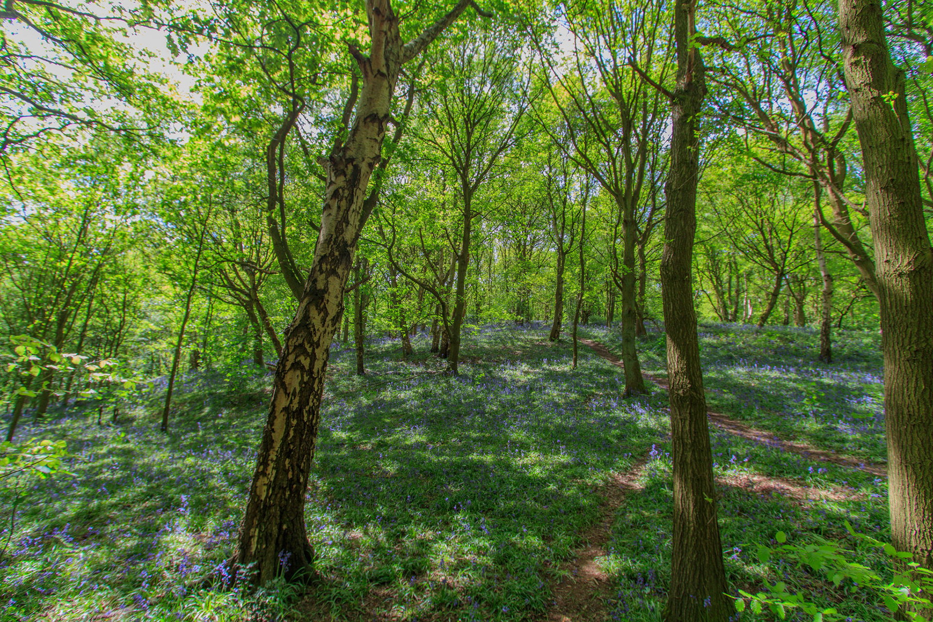 Nigel King Photography Loughborough Outwoods