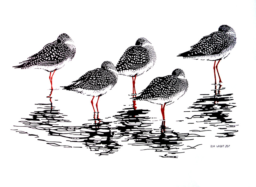 "Yellow legs at Rest" / Pen on Paper / 18" x 24" / SOLD