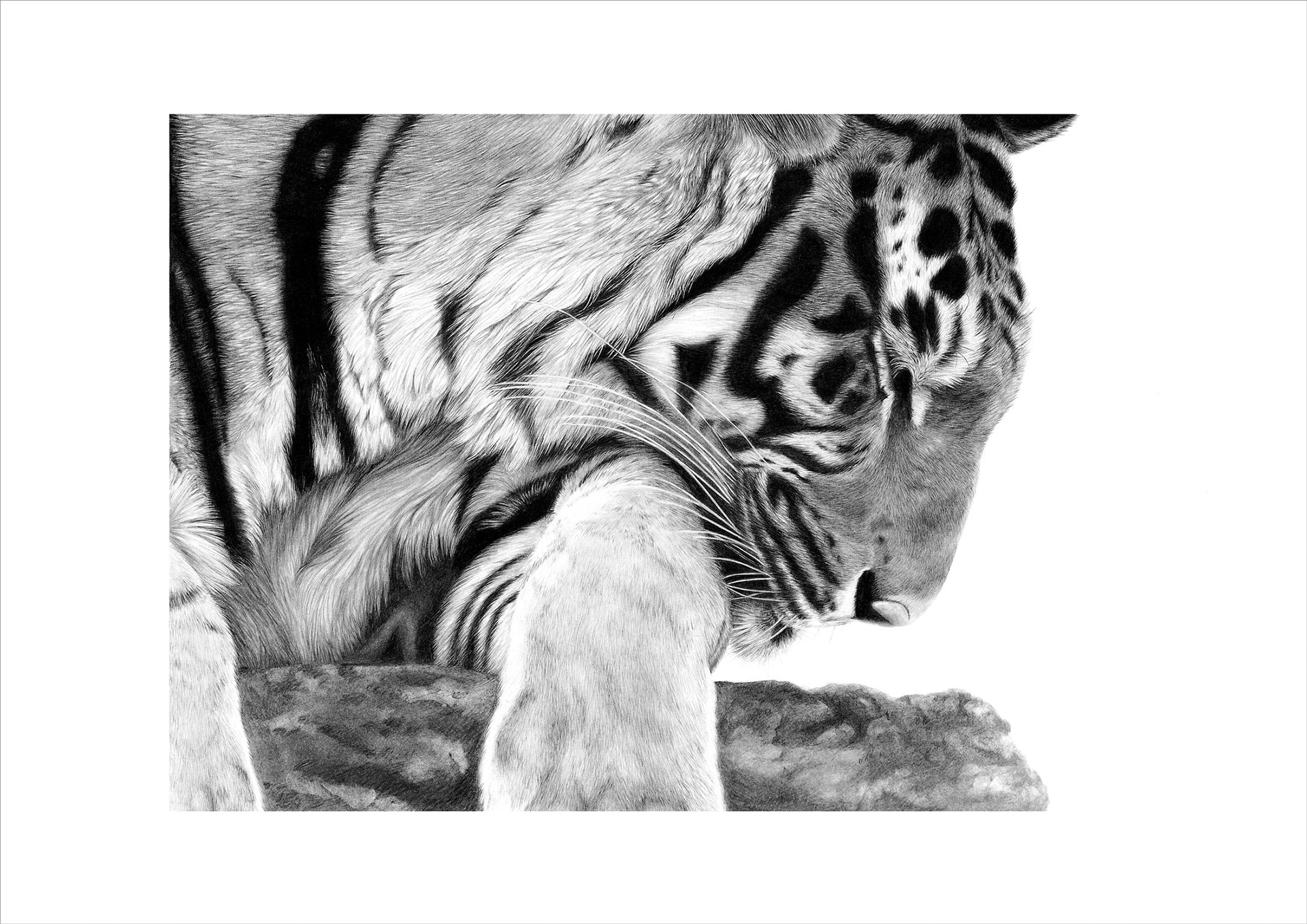 Tiger - graphite (sold)