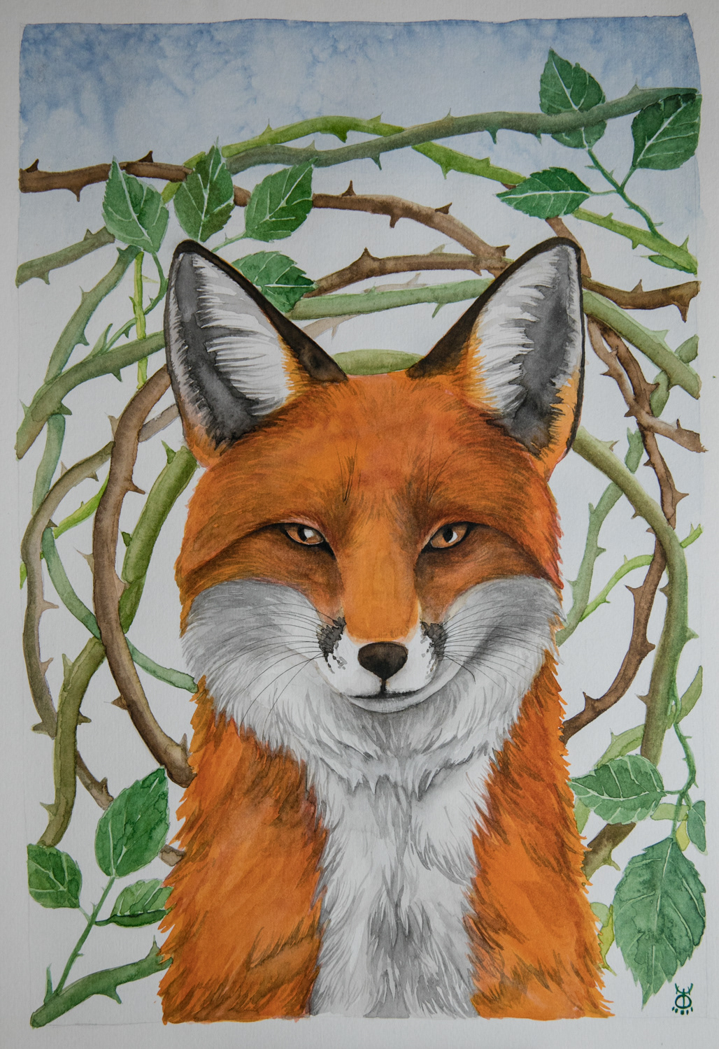 Fox with brambles - watercolour A3 - £125 39x 26.5cm