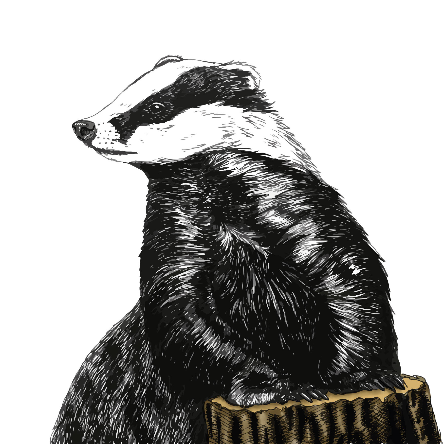 Badger - ink + digital