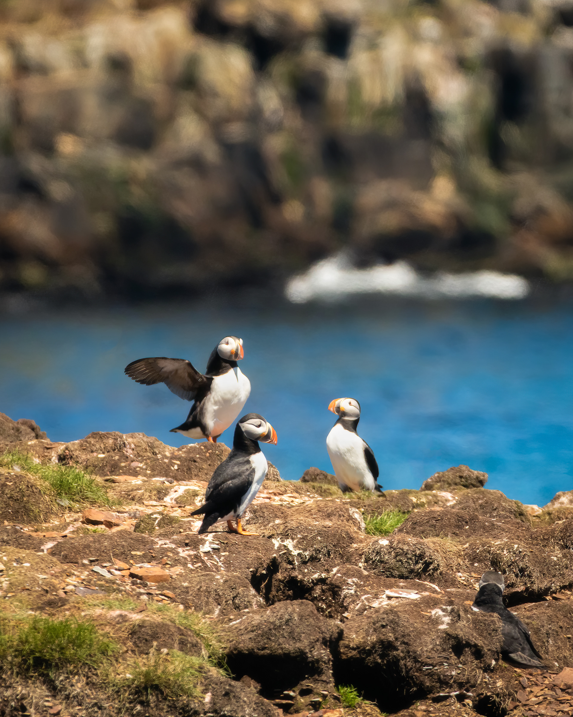 Puffins - Elliston Island