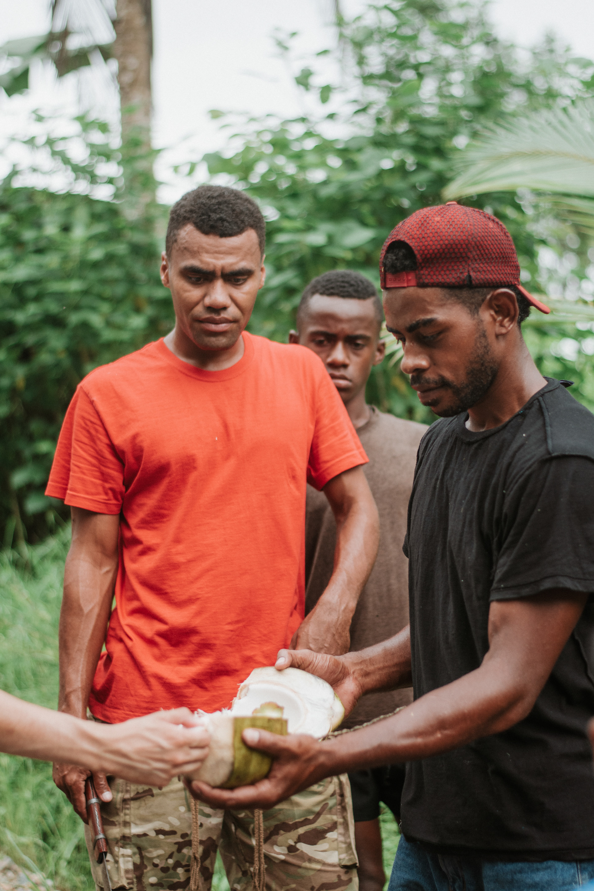 Sourcing coconuts from the palm trees