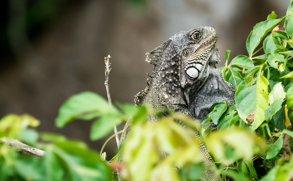 Green Iguana, Panama