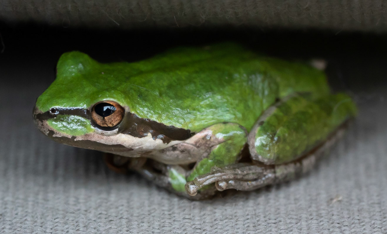 Sierran Tree Frog, Carmel