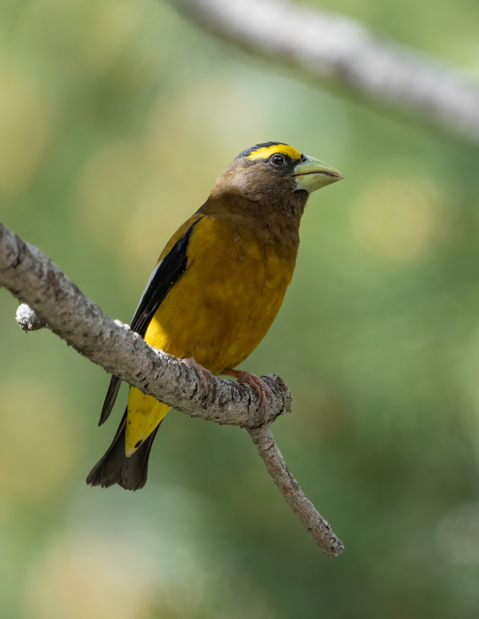 Evening Grosbeak, Tahoe City