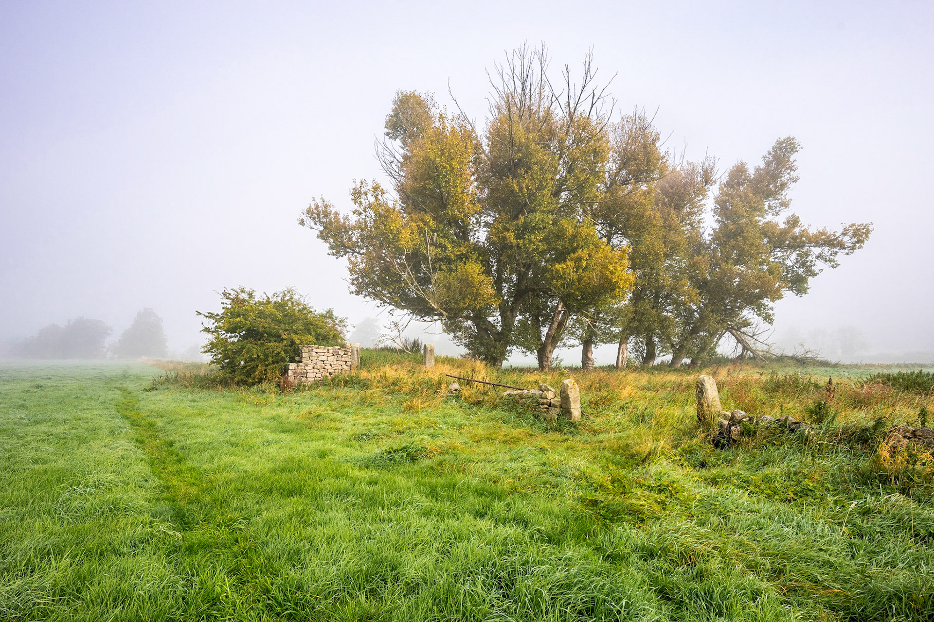 Treeline