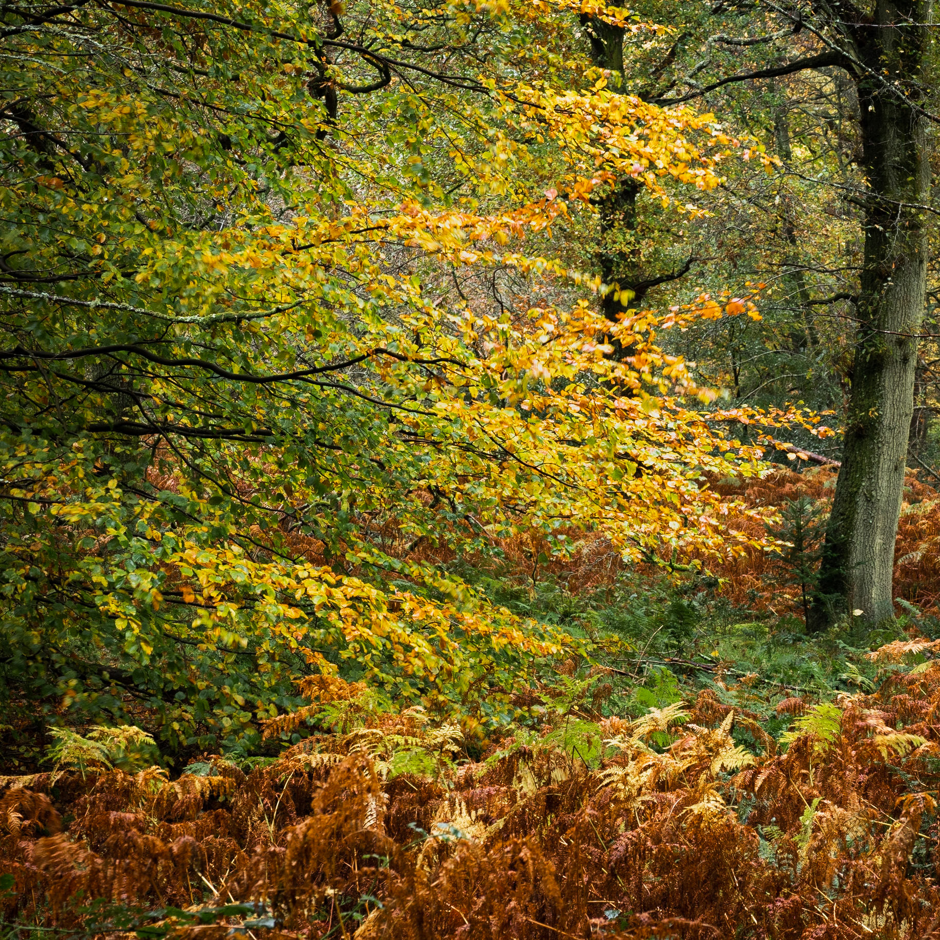 Loweswater Trees 3
