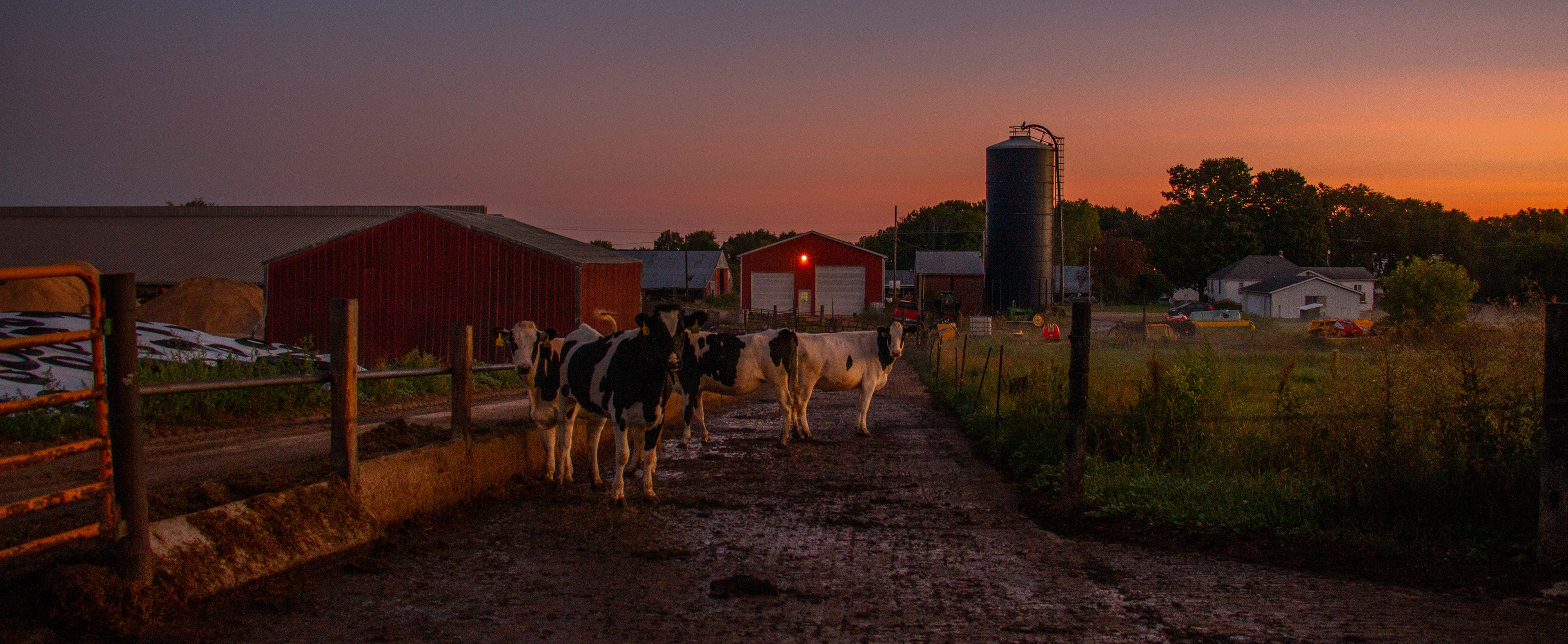 Sunrise on Neyer Farms in Mt. Pleasant, Michigan on September 11, 2020. The cows that are about to give birth live in this pen so they are away from the rest of the herd.
