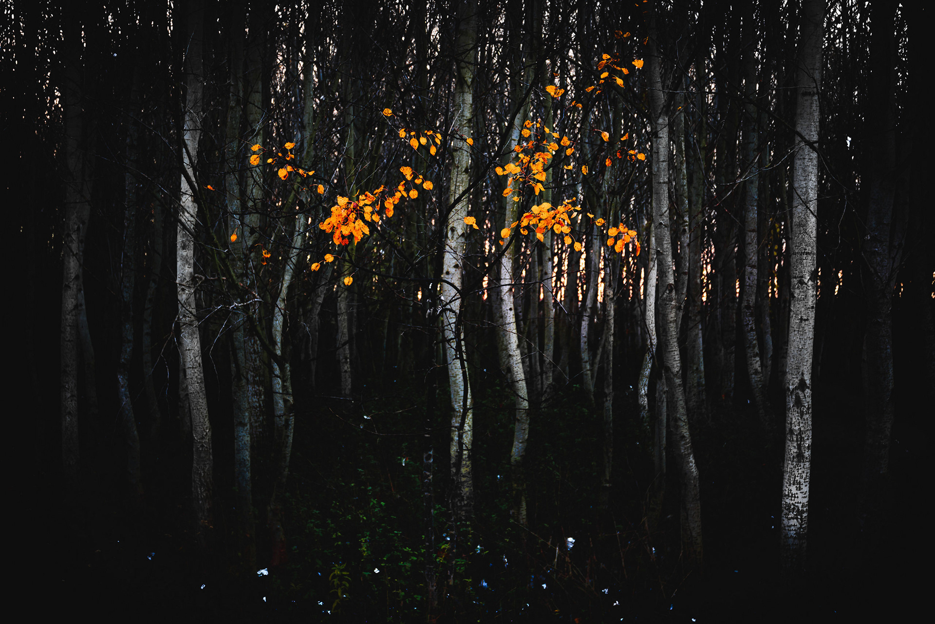 2017 - Osli-Hany, NW Hungary