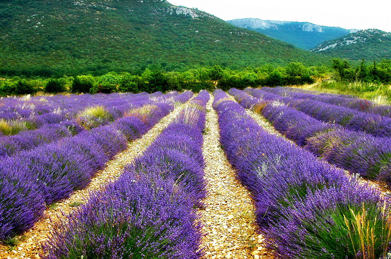 Champs de lavande - Ardèche