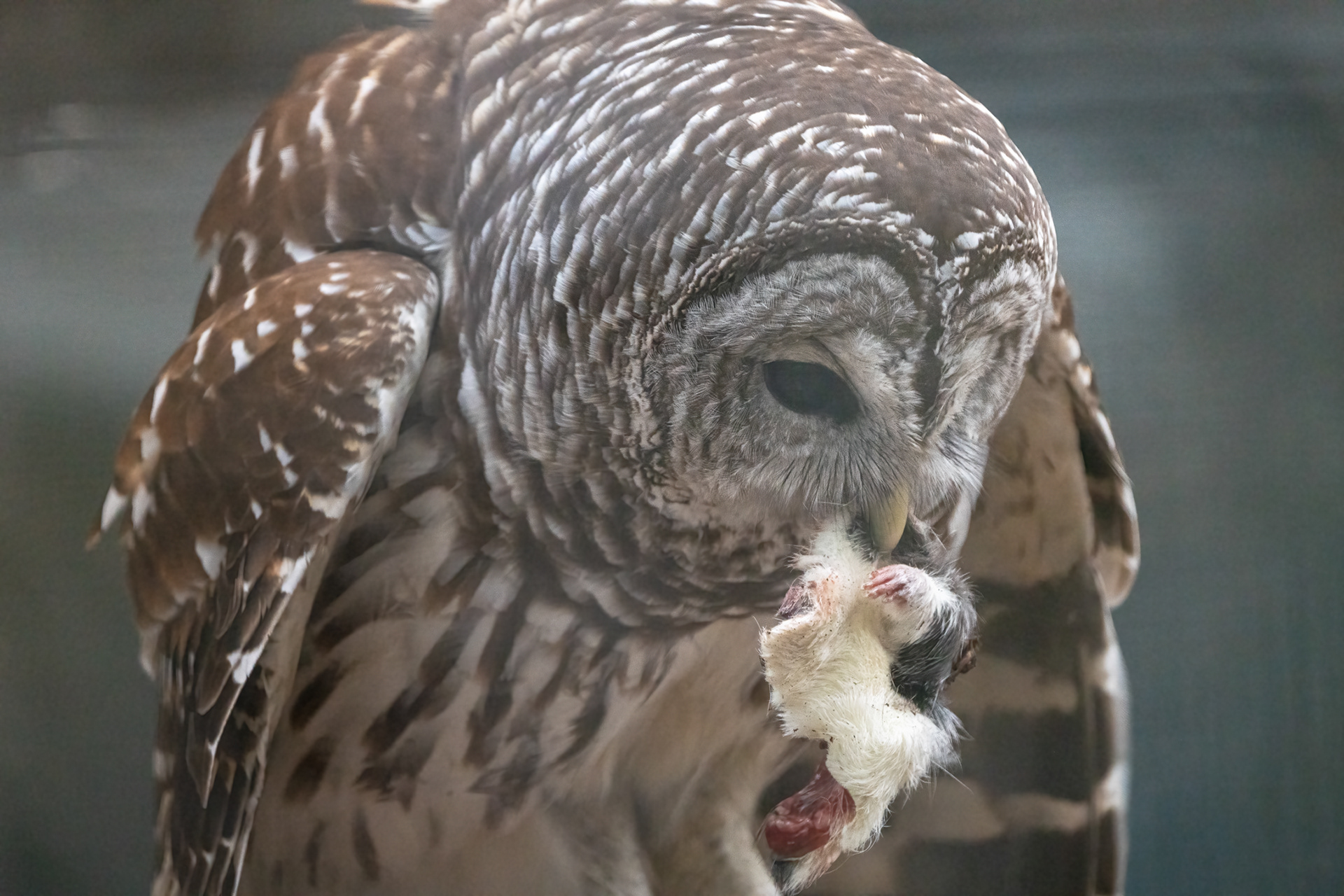 This Barred Owl at @thequoguewildliferefuge was transferred from the Adirondack Wildlife Refuge and Rehabilitation Center in March of 2014. He was struck by a car and sustained a fractured humerus and is now partially blind and non-releasable back into the wild. A lot of raptors get hit by cars... but why would a flying or perching bird get hit by a car? Every time someone throws food out onto the side of the road, whether it is biodegradable or not, it attracts critters like mice and squirrels which the Barred Owls prey on. The owls go down after the rodents to snatch their meal and end up being hit by a car in the process.