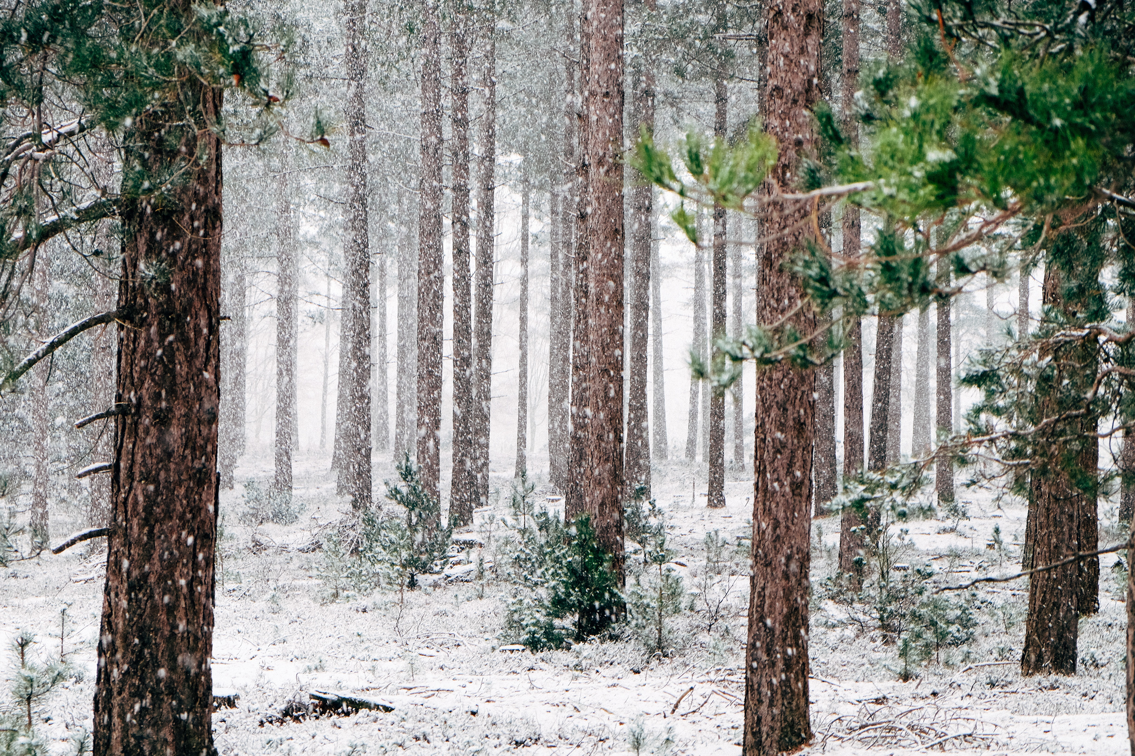 Unsplash/Annie Spratt-