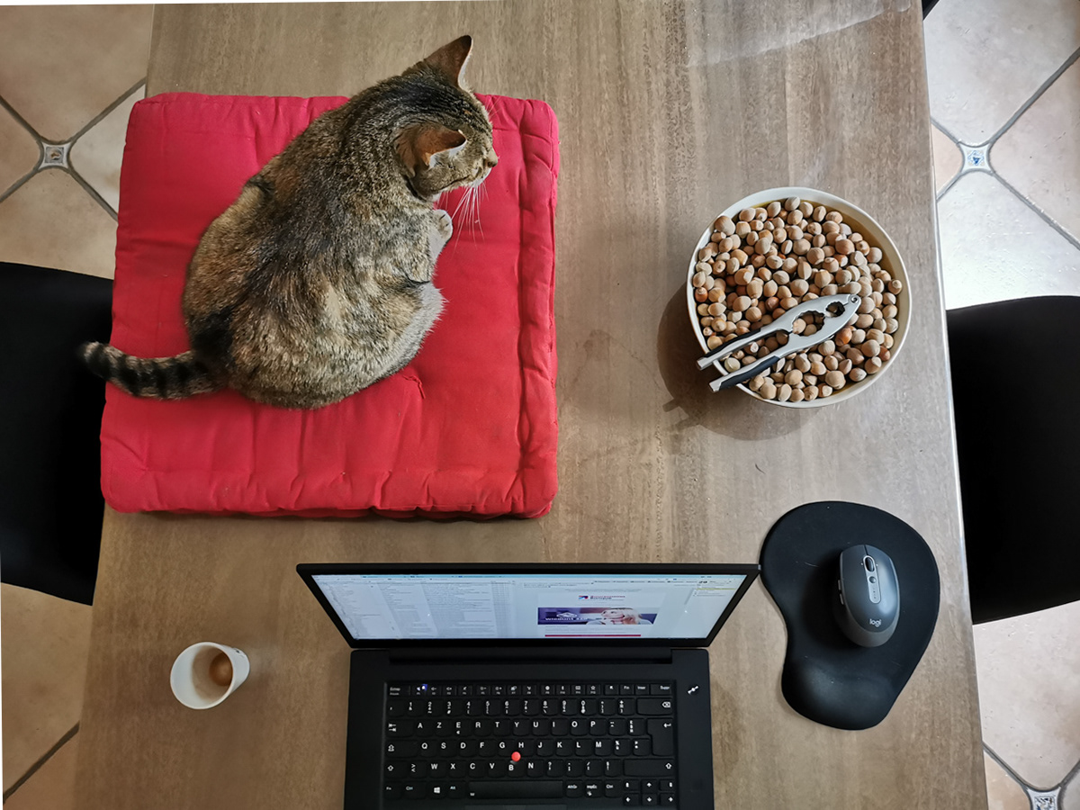 L'indépendance du chat