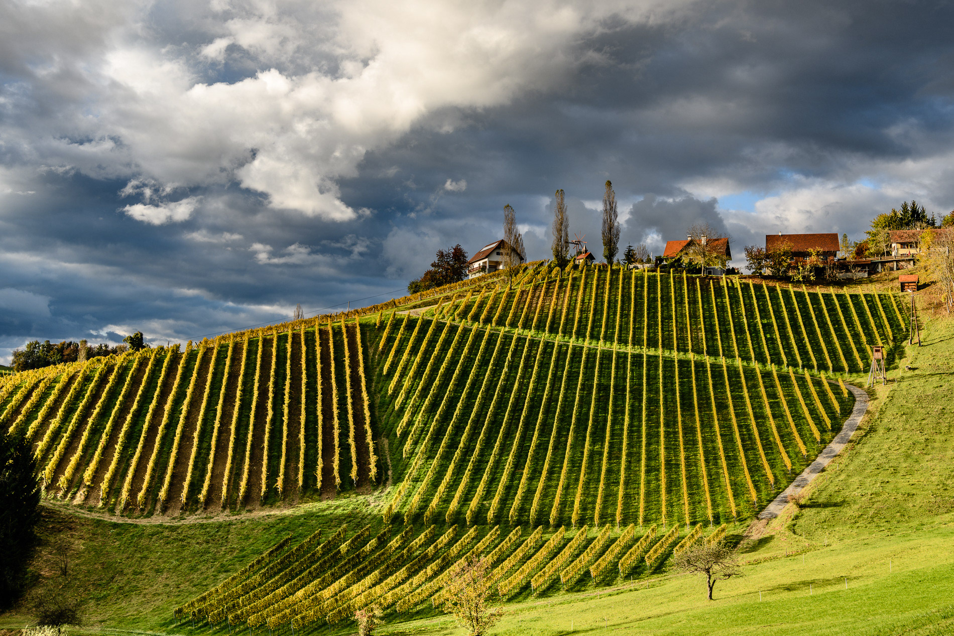 Weingut | Adam Lieleg