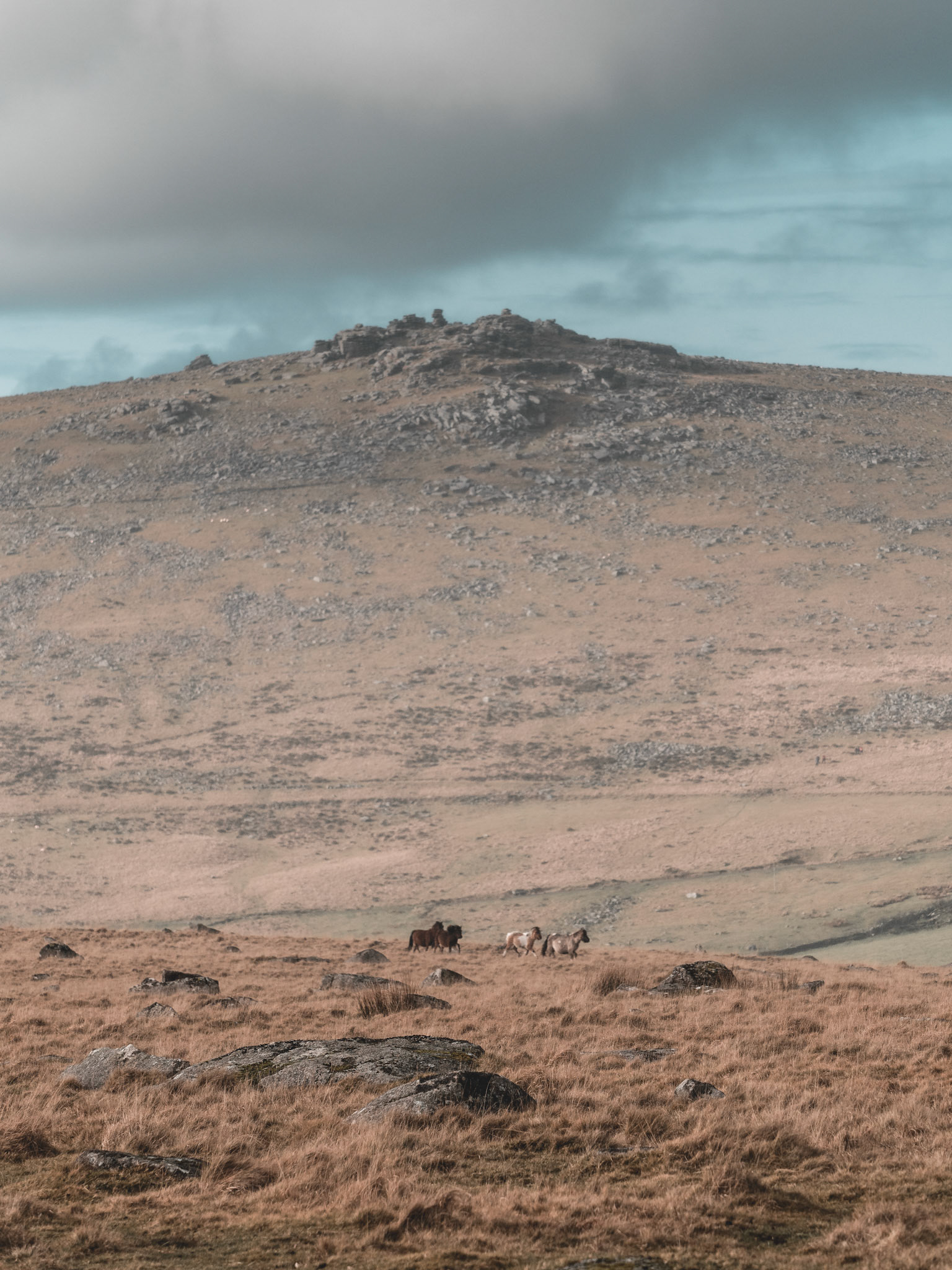Wild ponies on Great Staple Tor