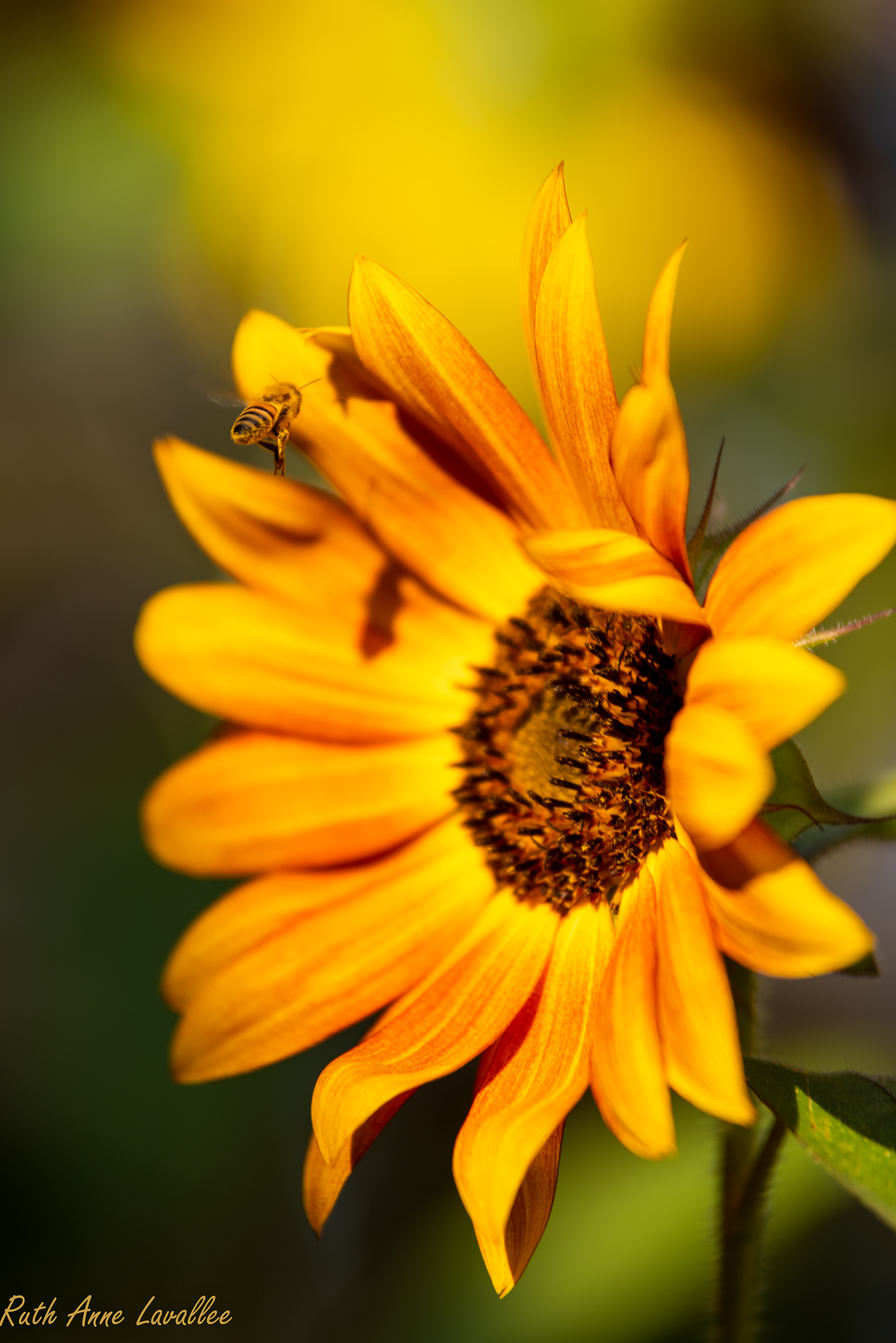 Sunflowers - May 2021