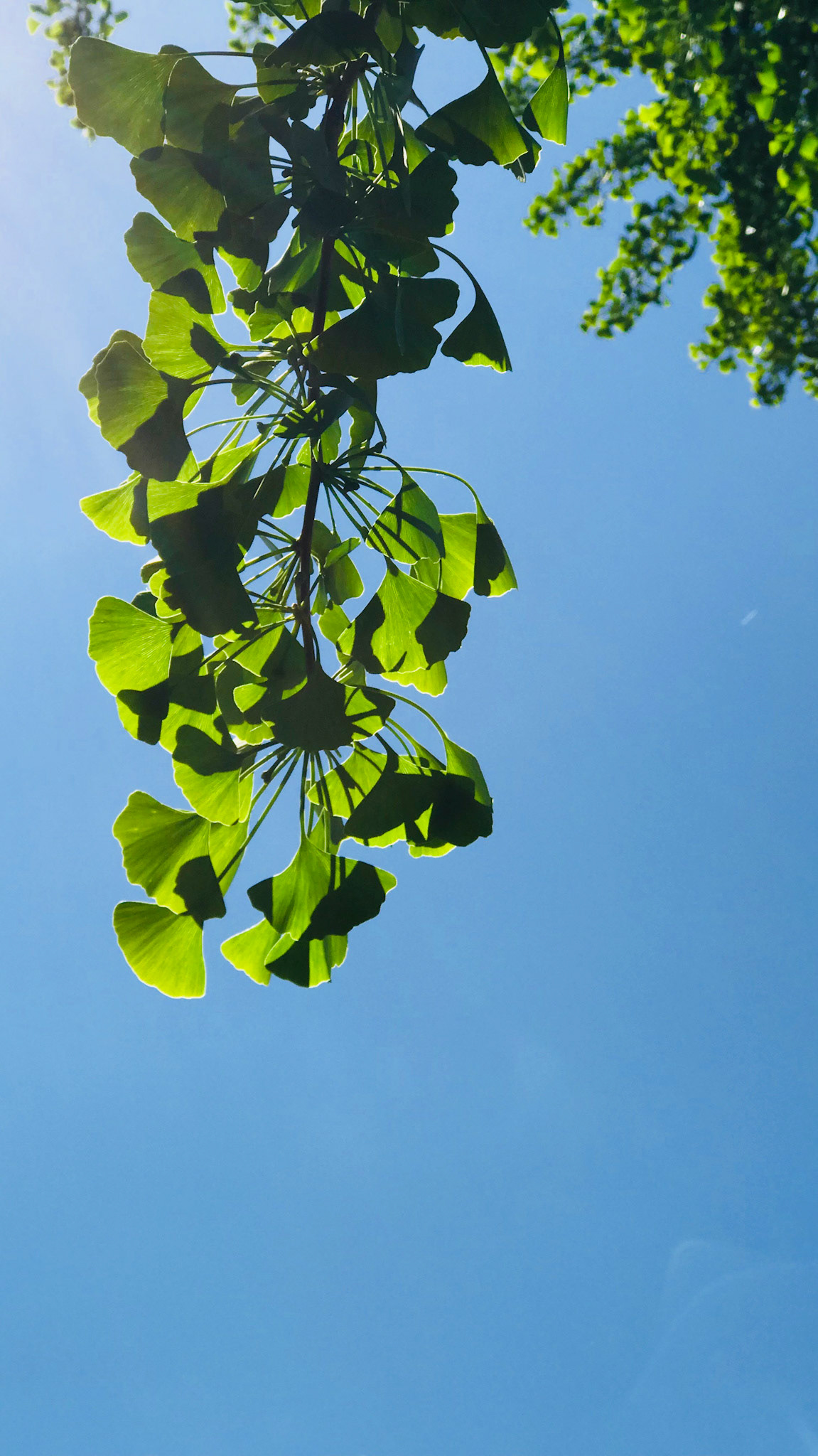 Looking up at gingko in Richmond reminds me of what outside my front door in San Francisco.