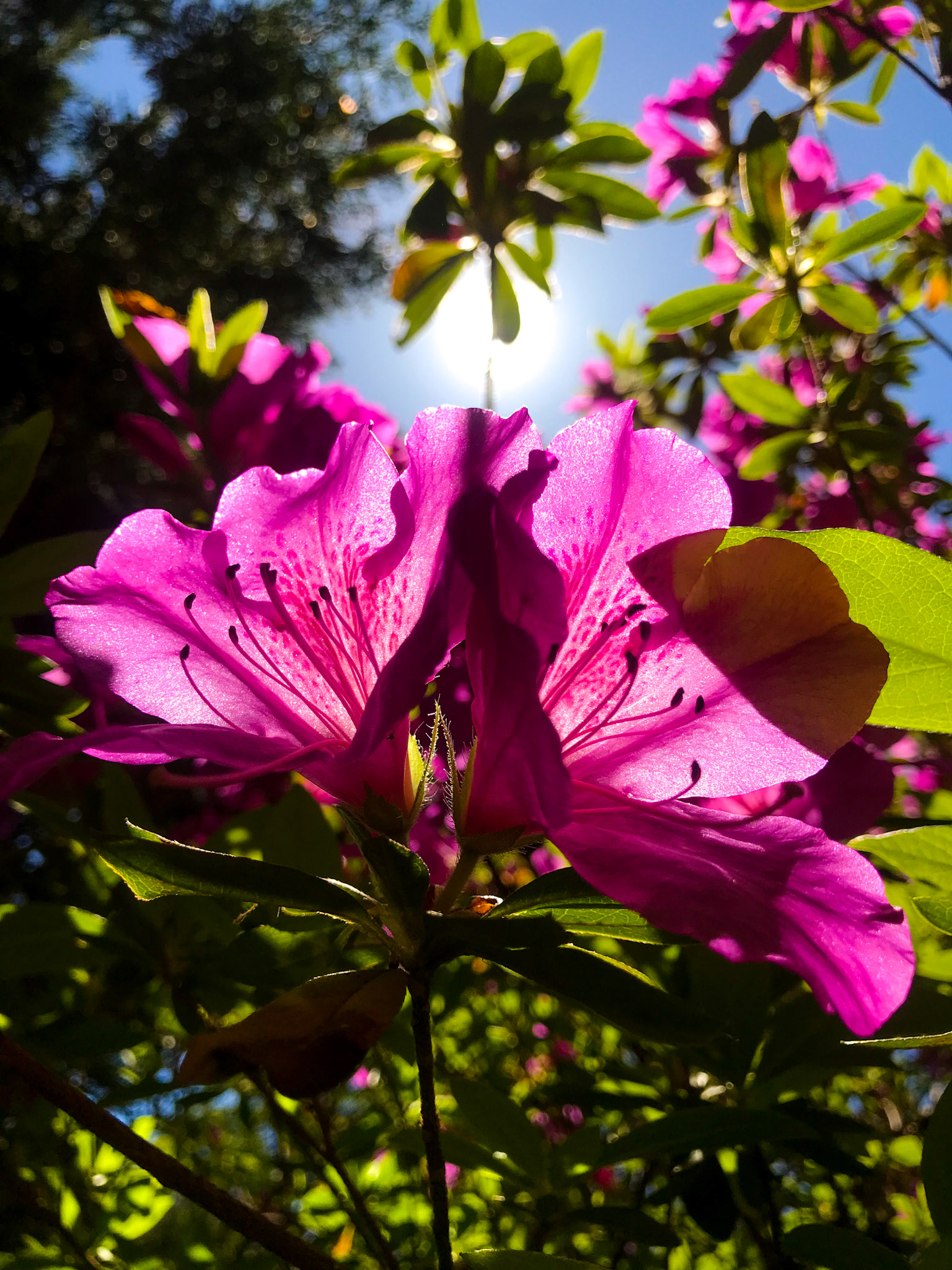 Looking up and finding pink.
