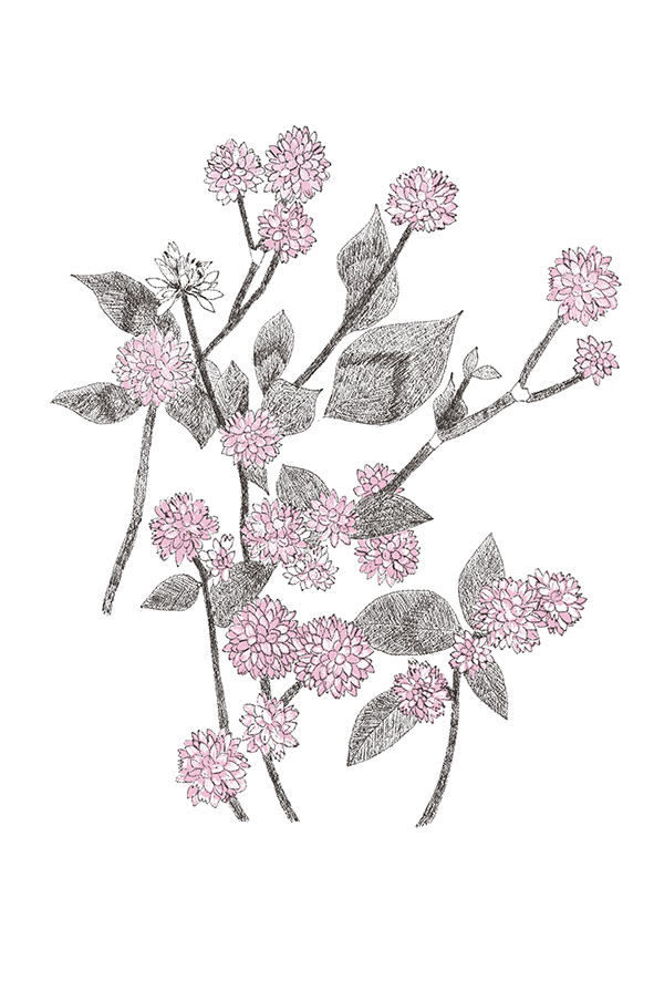 野の花/デジタル