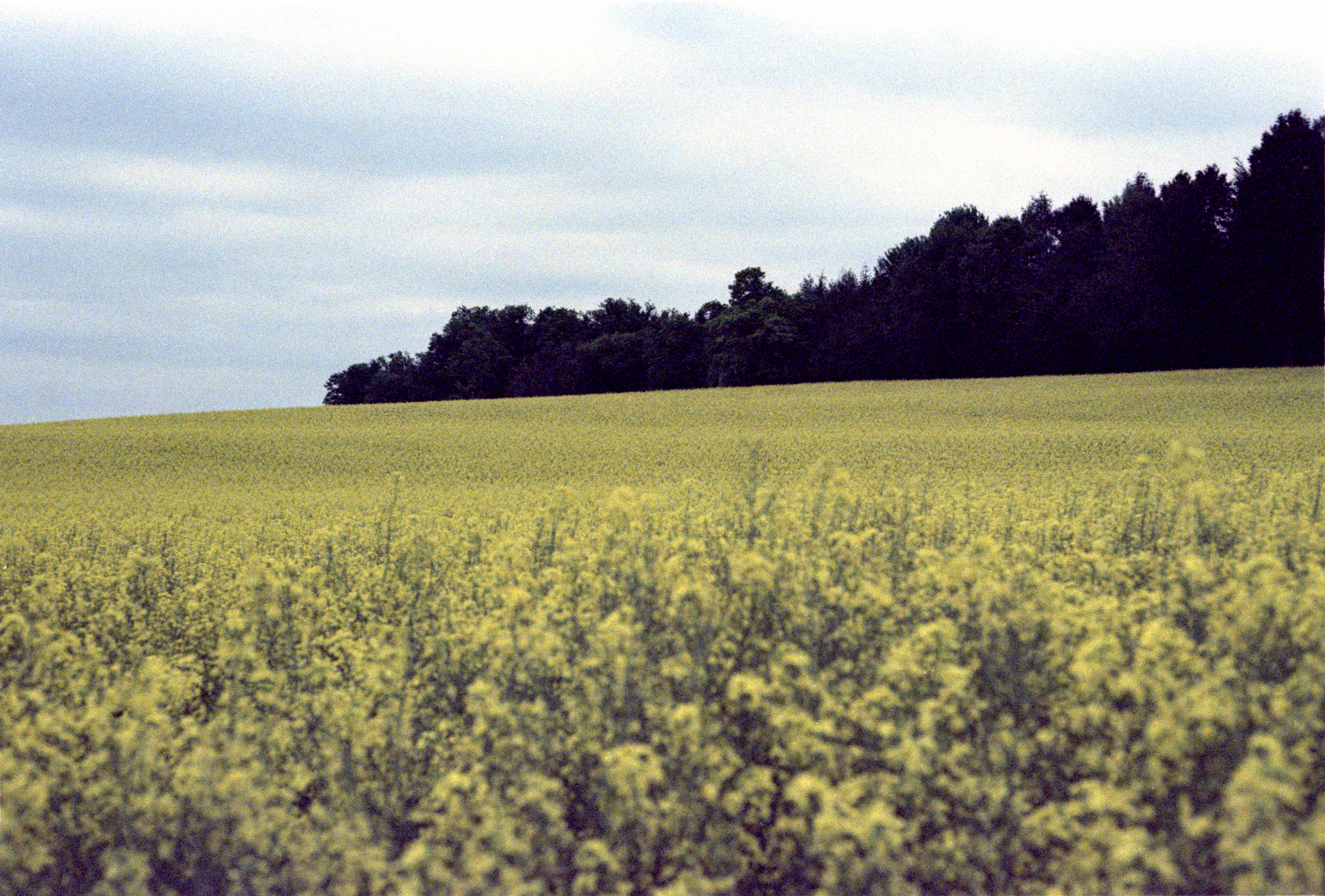 Kreuzentwicklung, abgelaufener Film, Kodak Ektachrom 100 Plus Professional