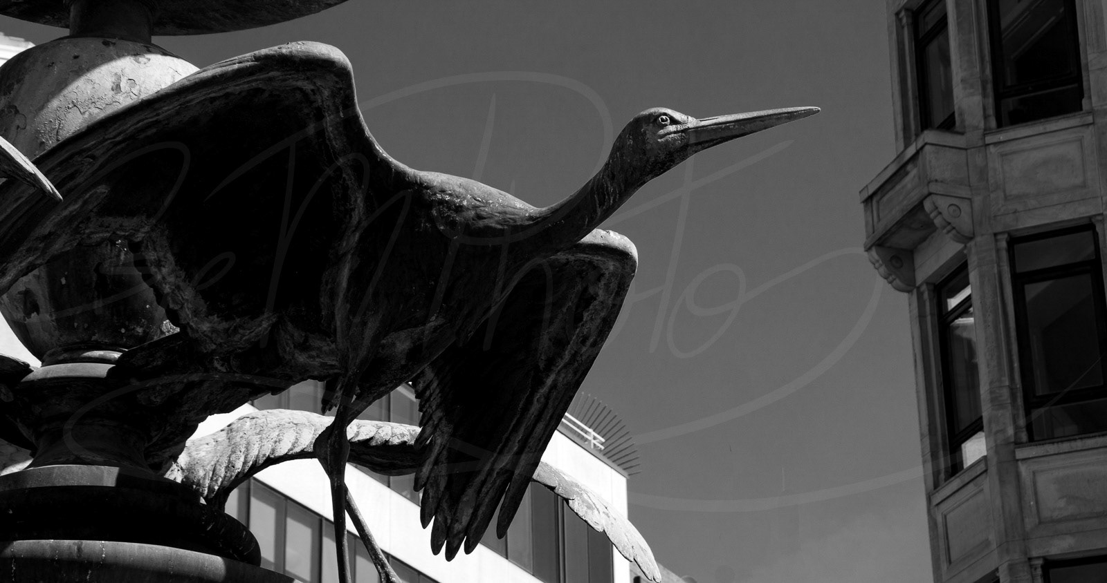 Sony bird