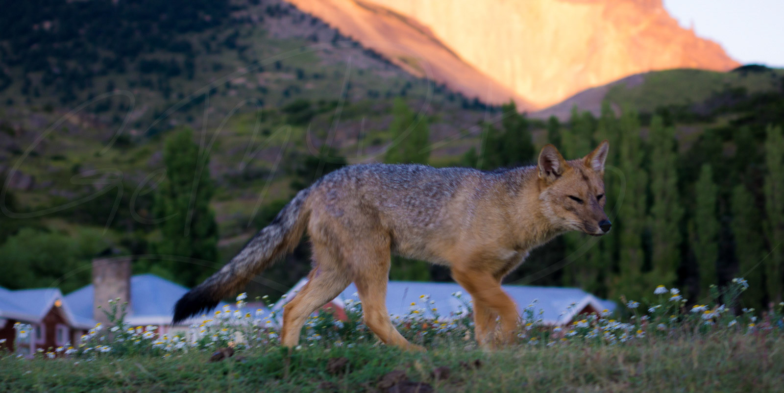 Fox at sunrise