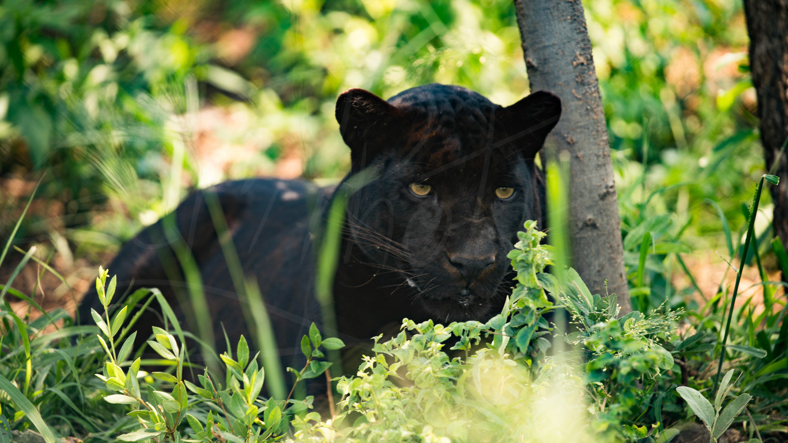 Black Panther