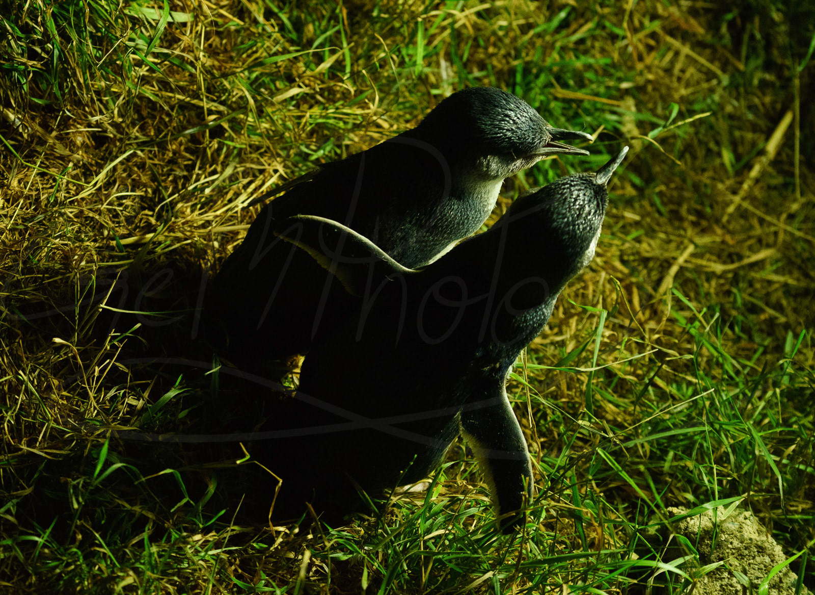 Hugsy little penguins