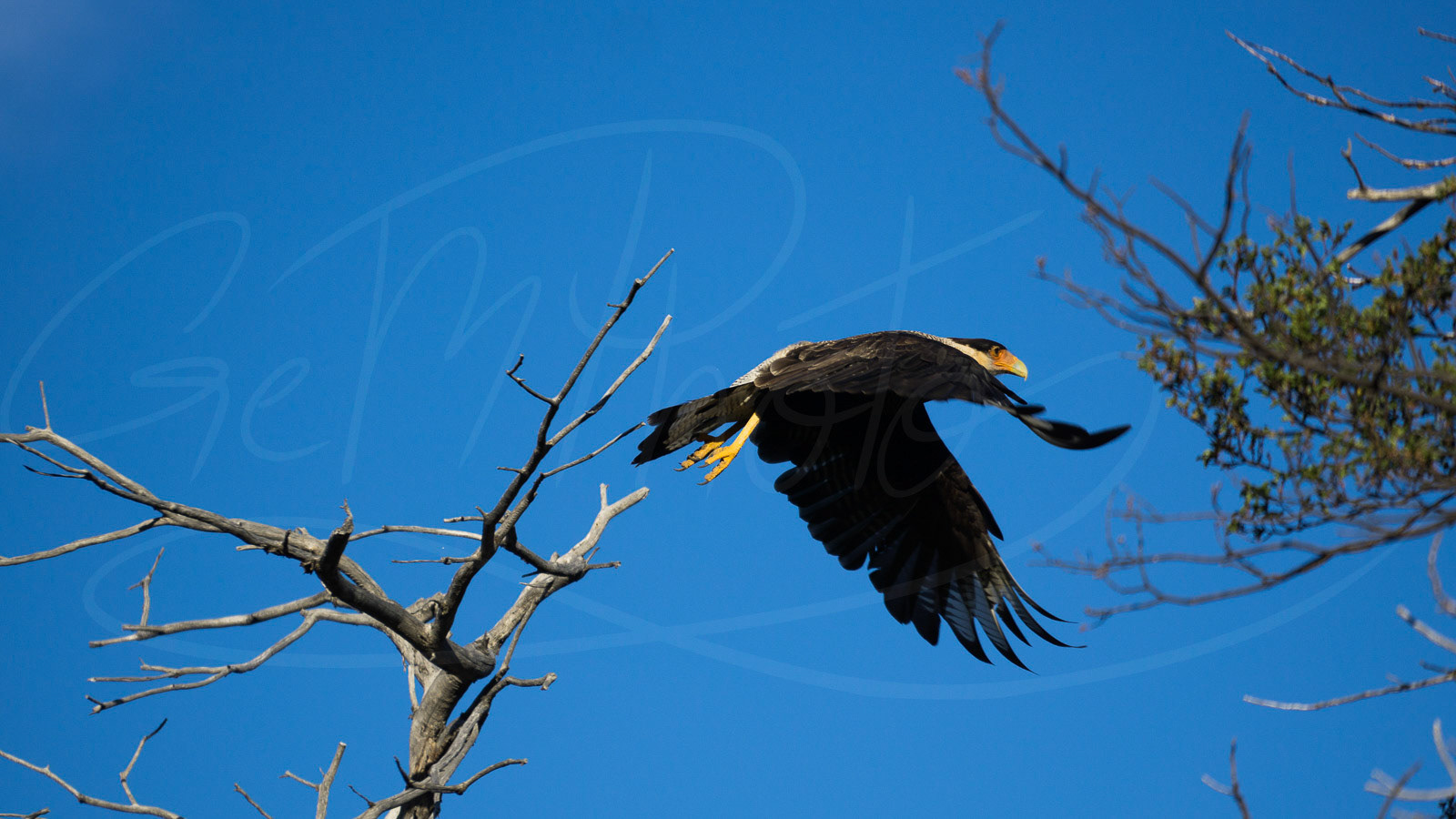 Eagle flight