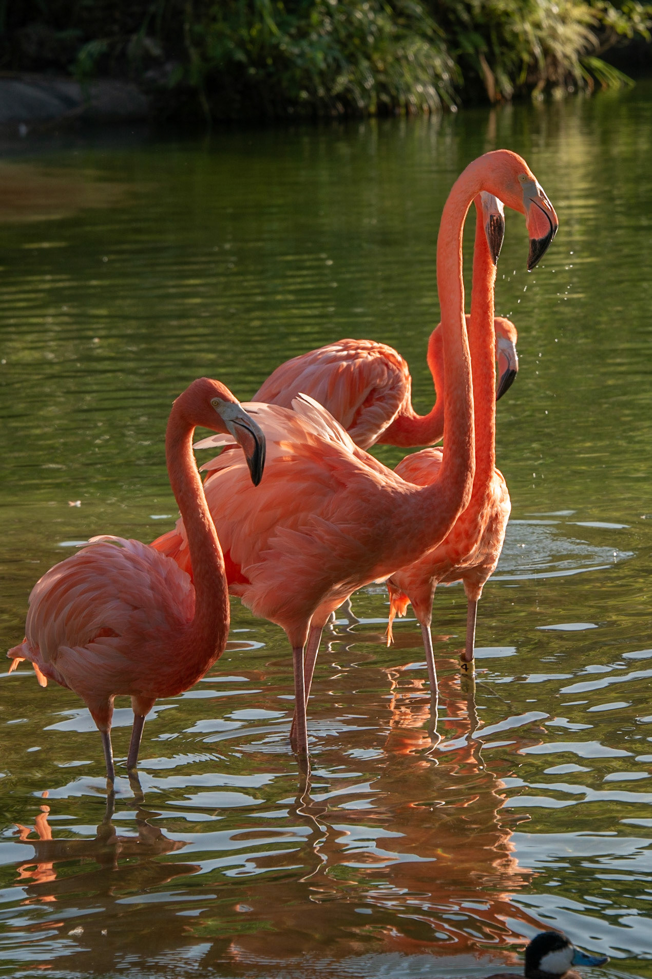 Miami Zoo
