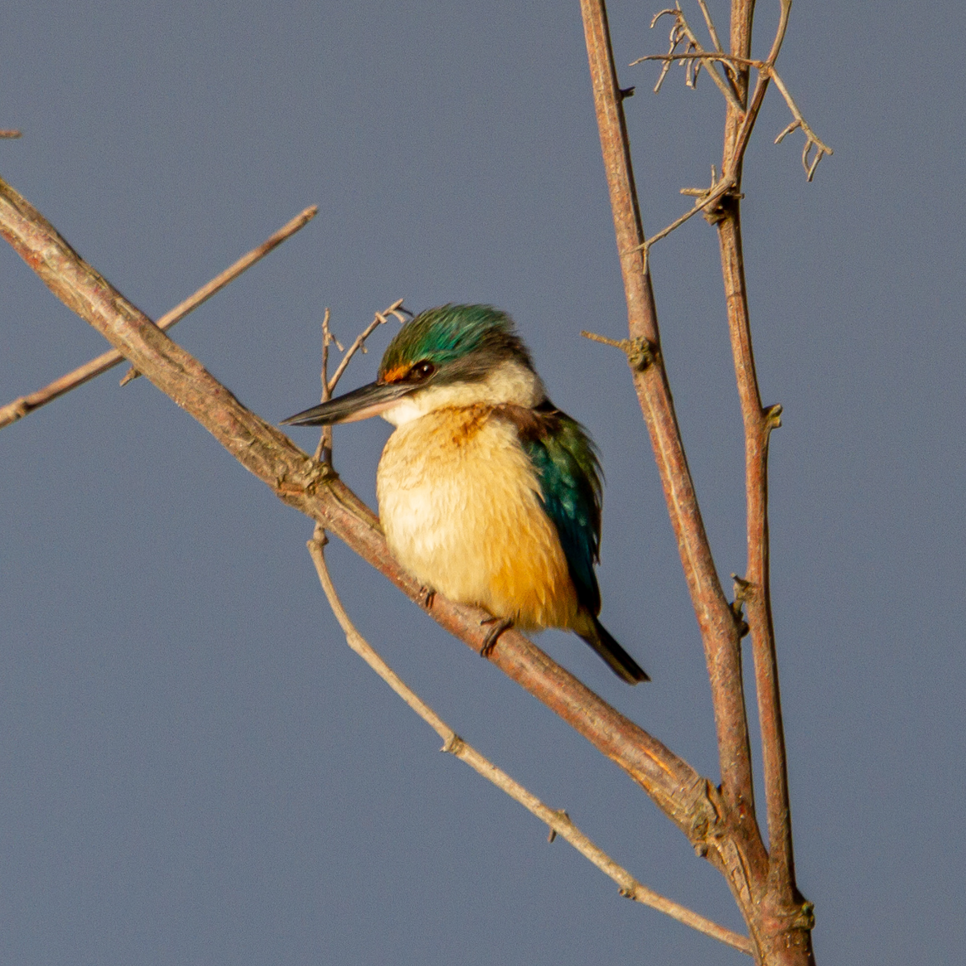 Sacred Kingfisher