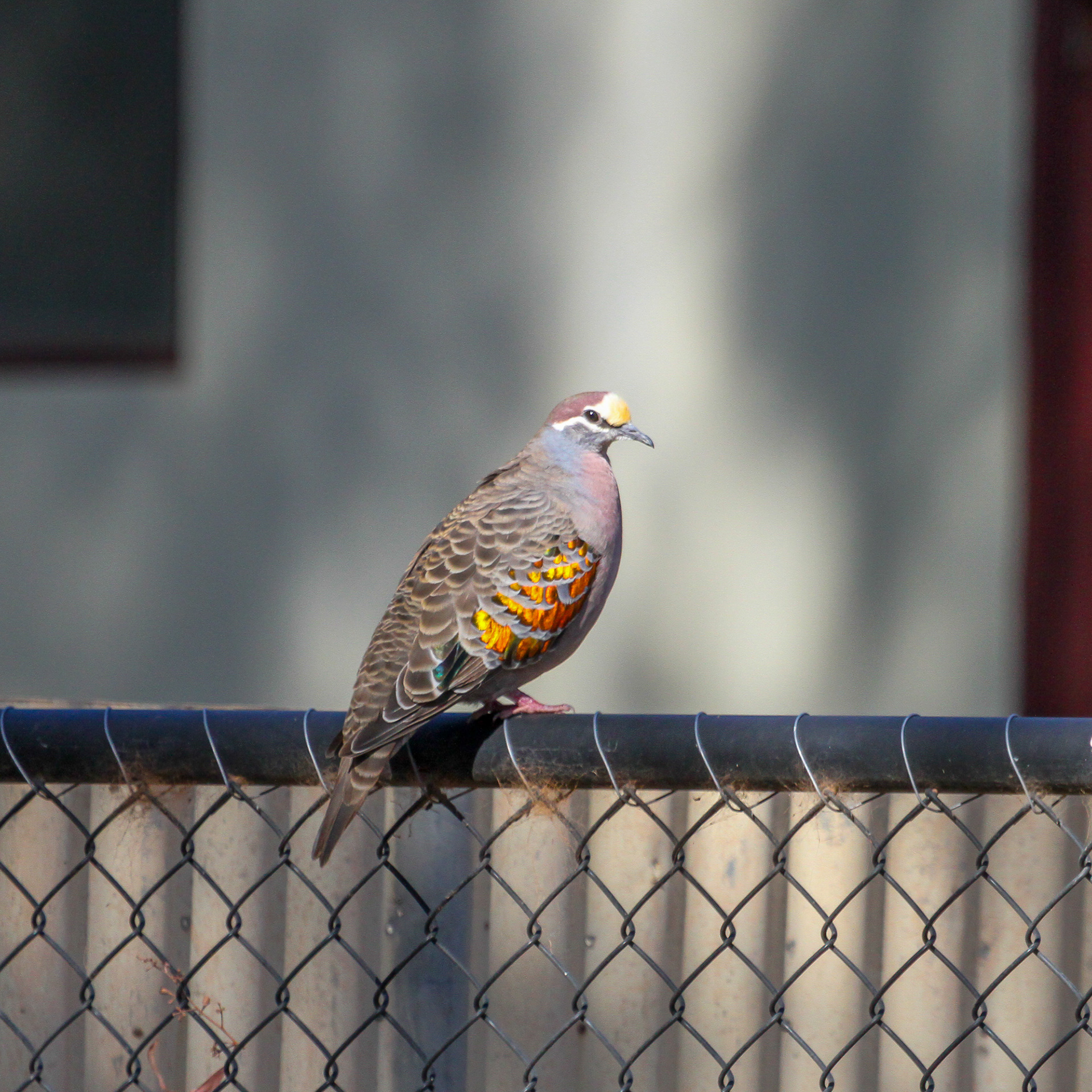Common Bronzewing