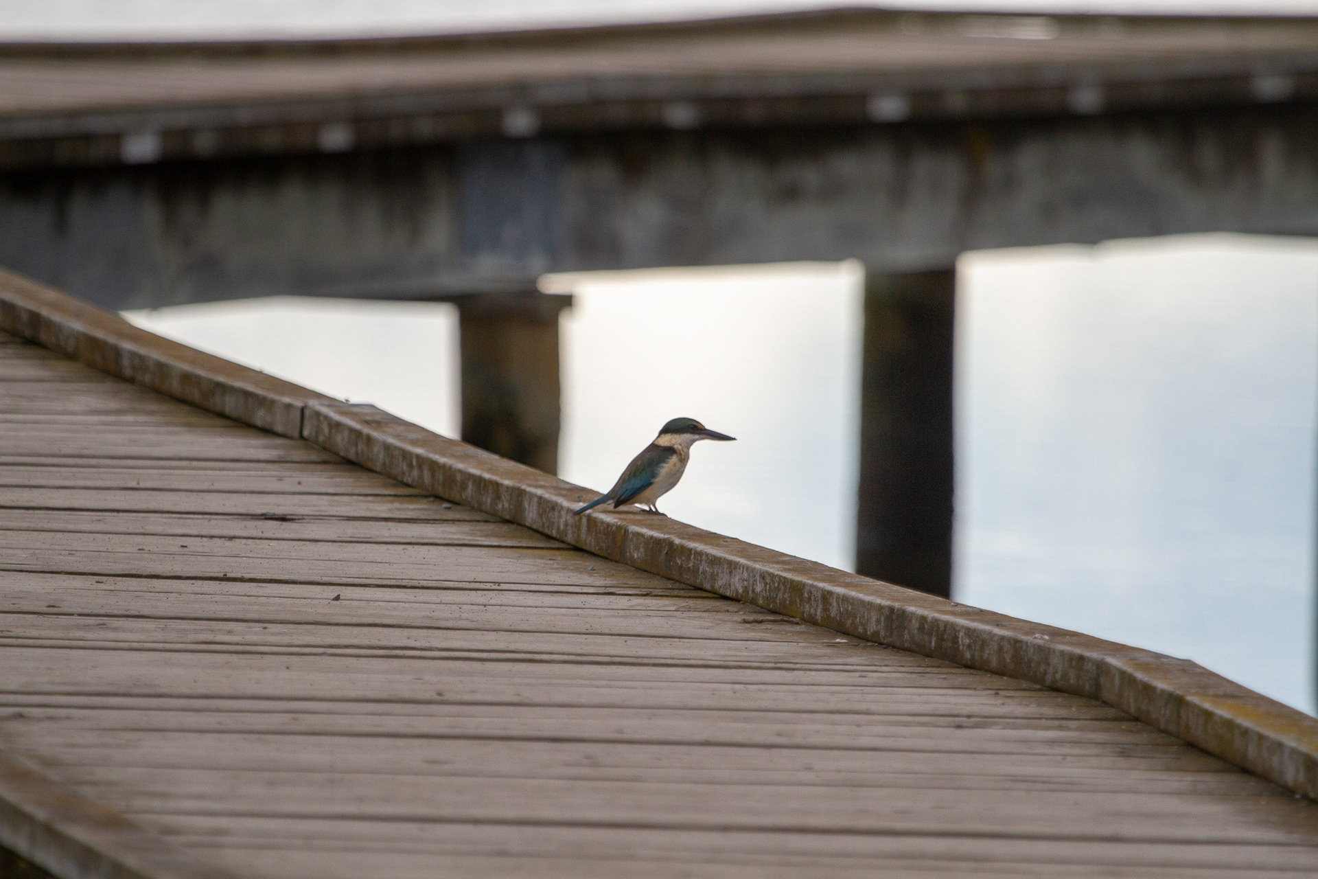 Sacred Kingfisher