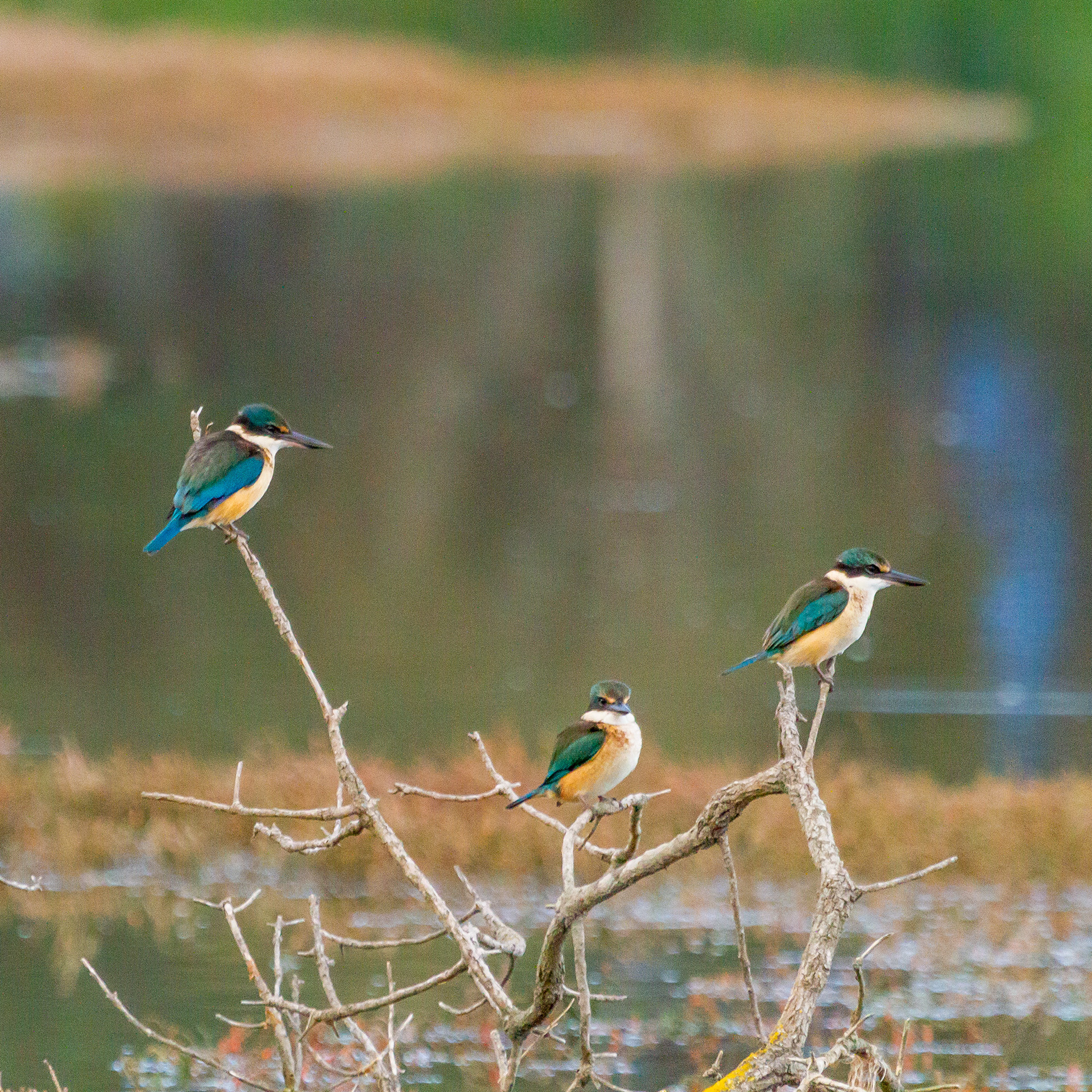 Sacred Kingfisher