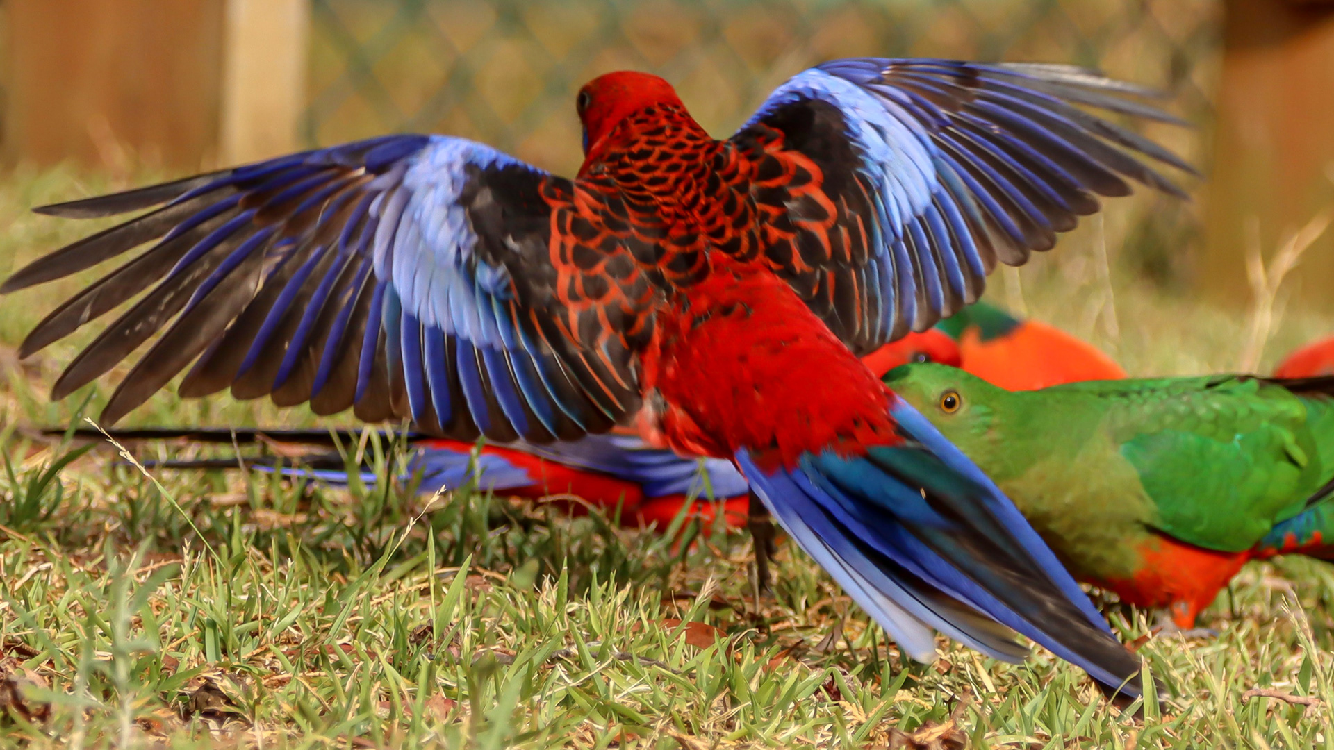 Crimson Rosella