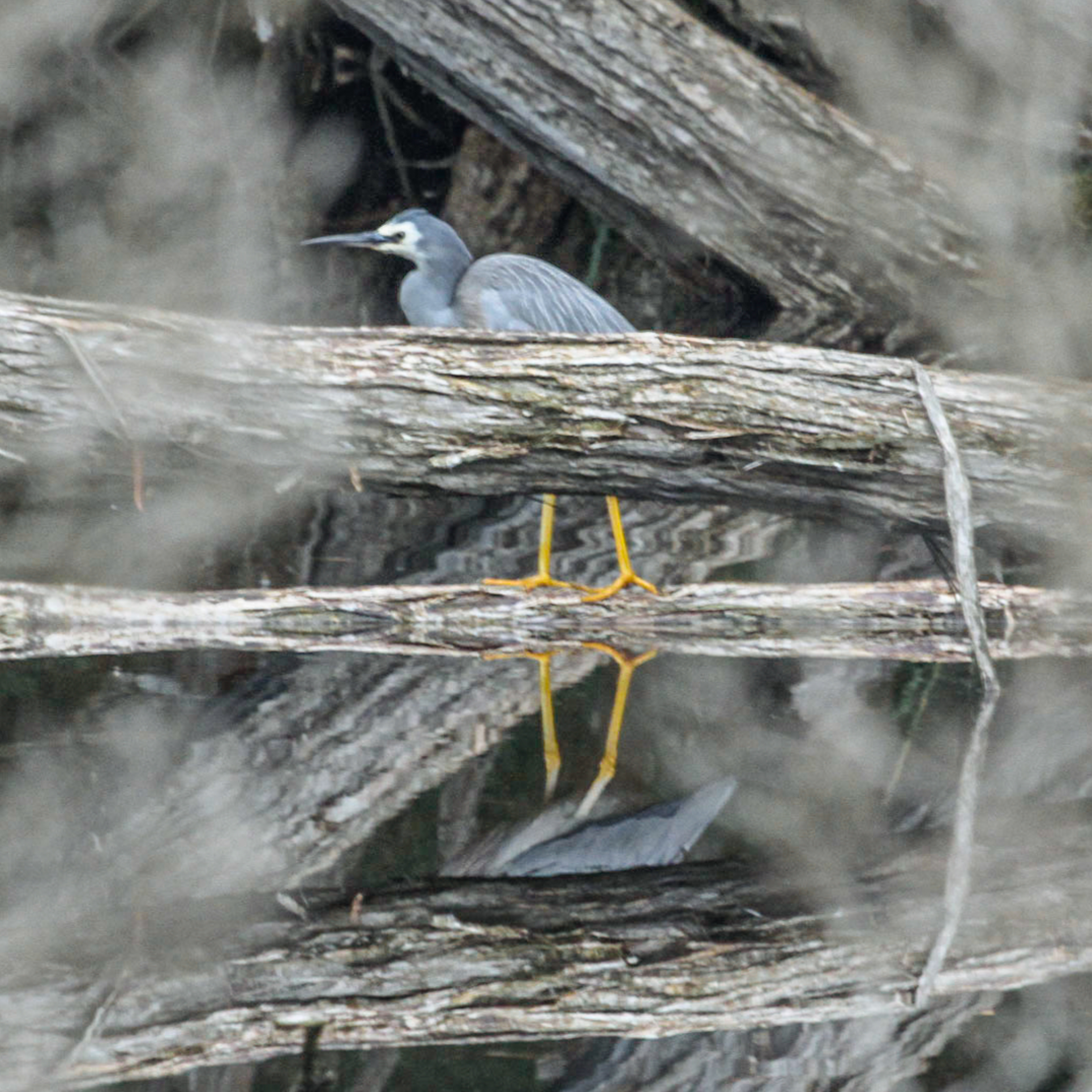 White-faced Heron