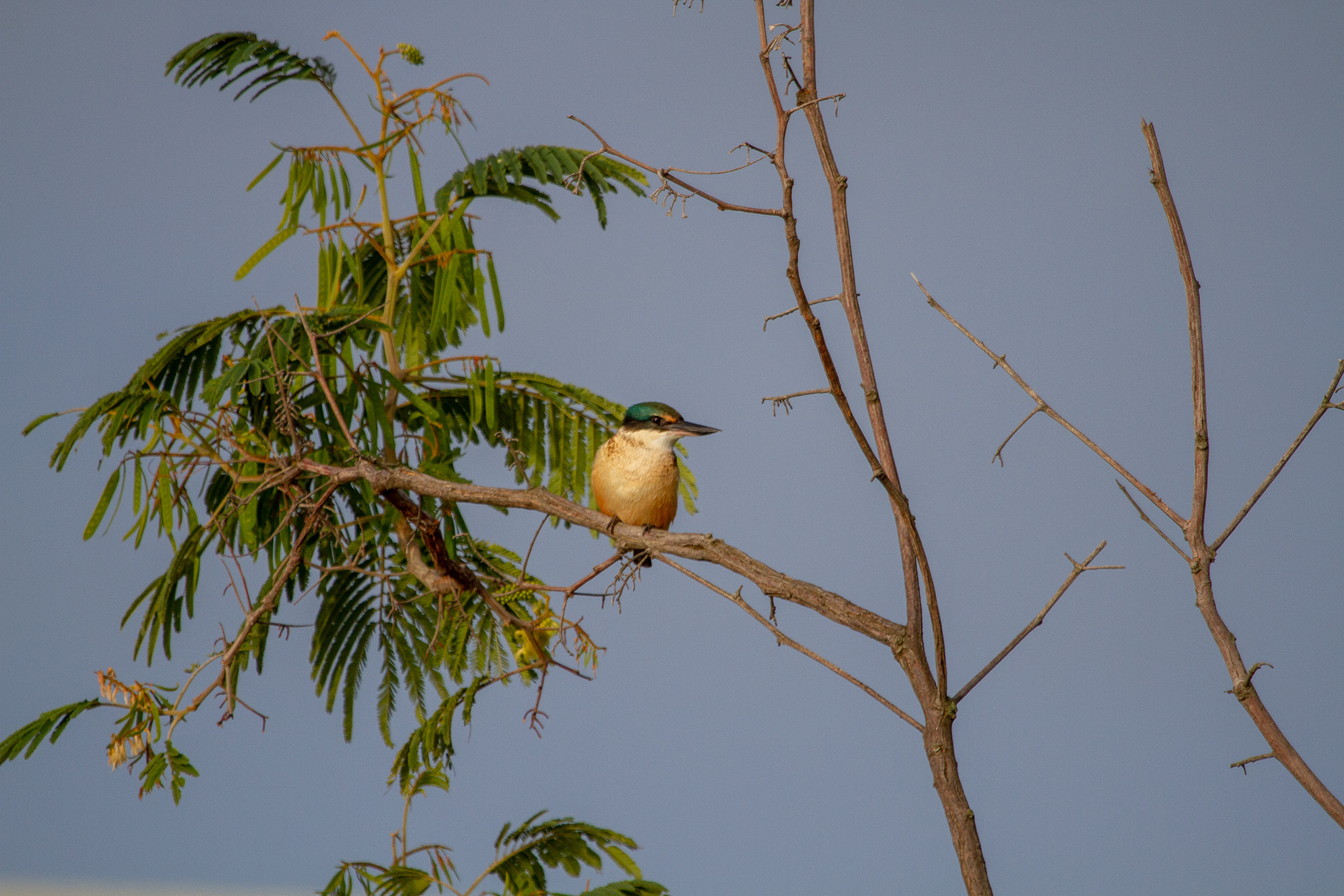 Sacred Kingfisher