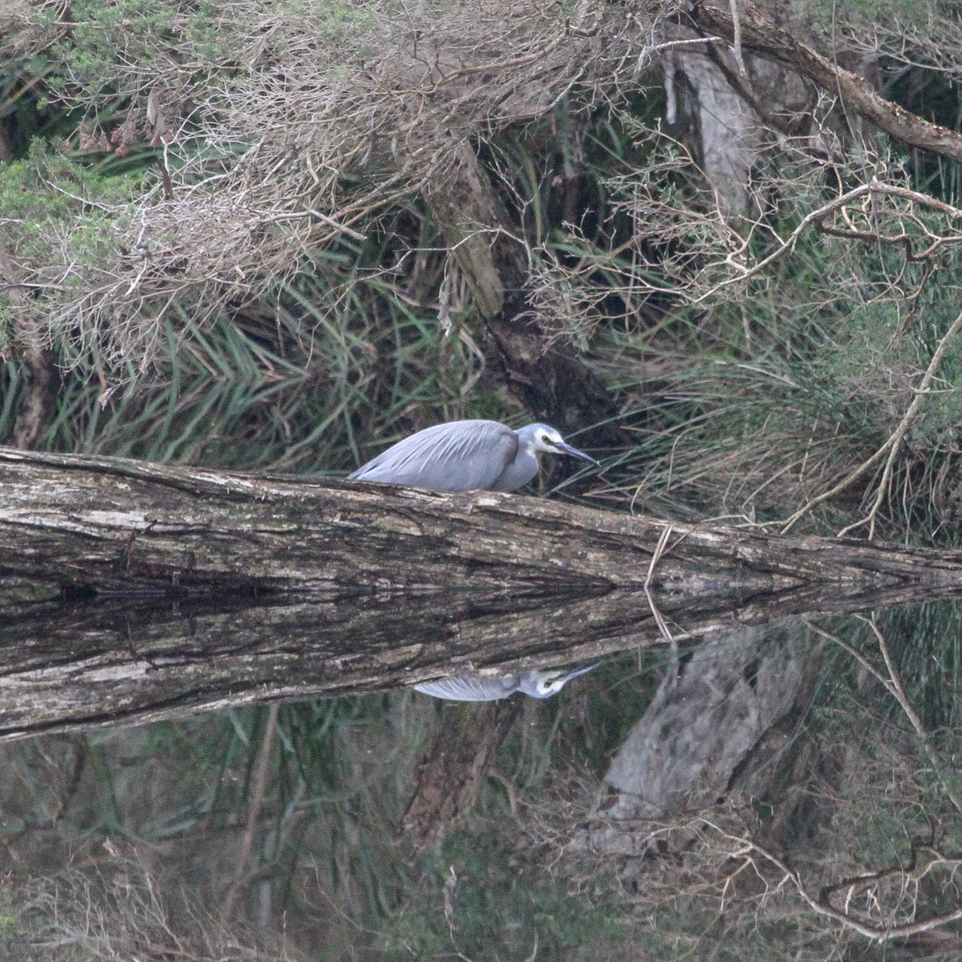 White-faced Heron
